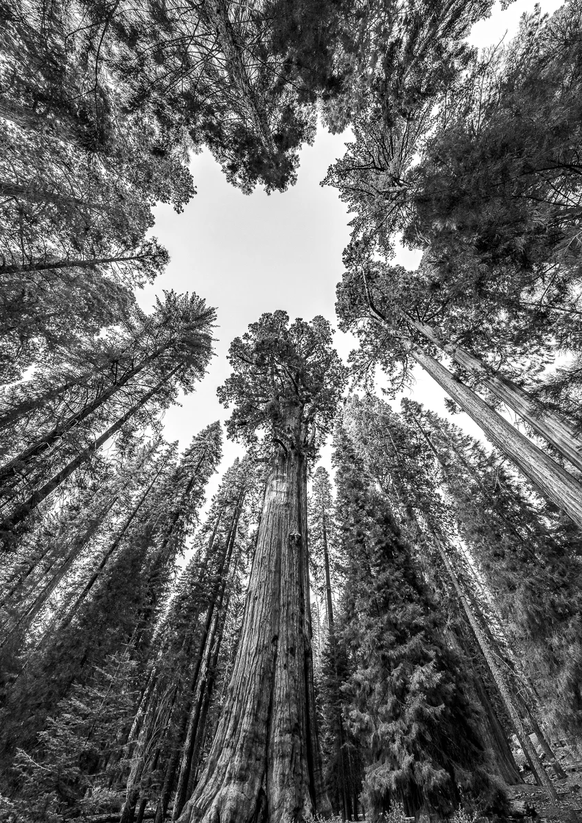 Sequoia National Park, California