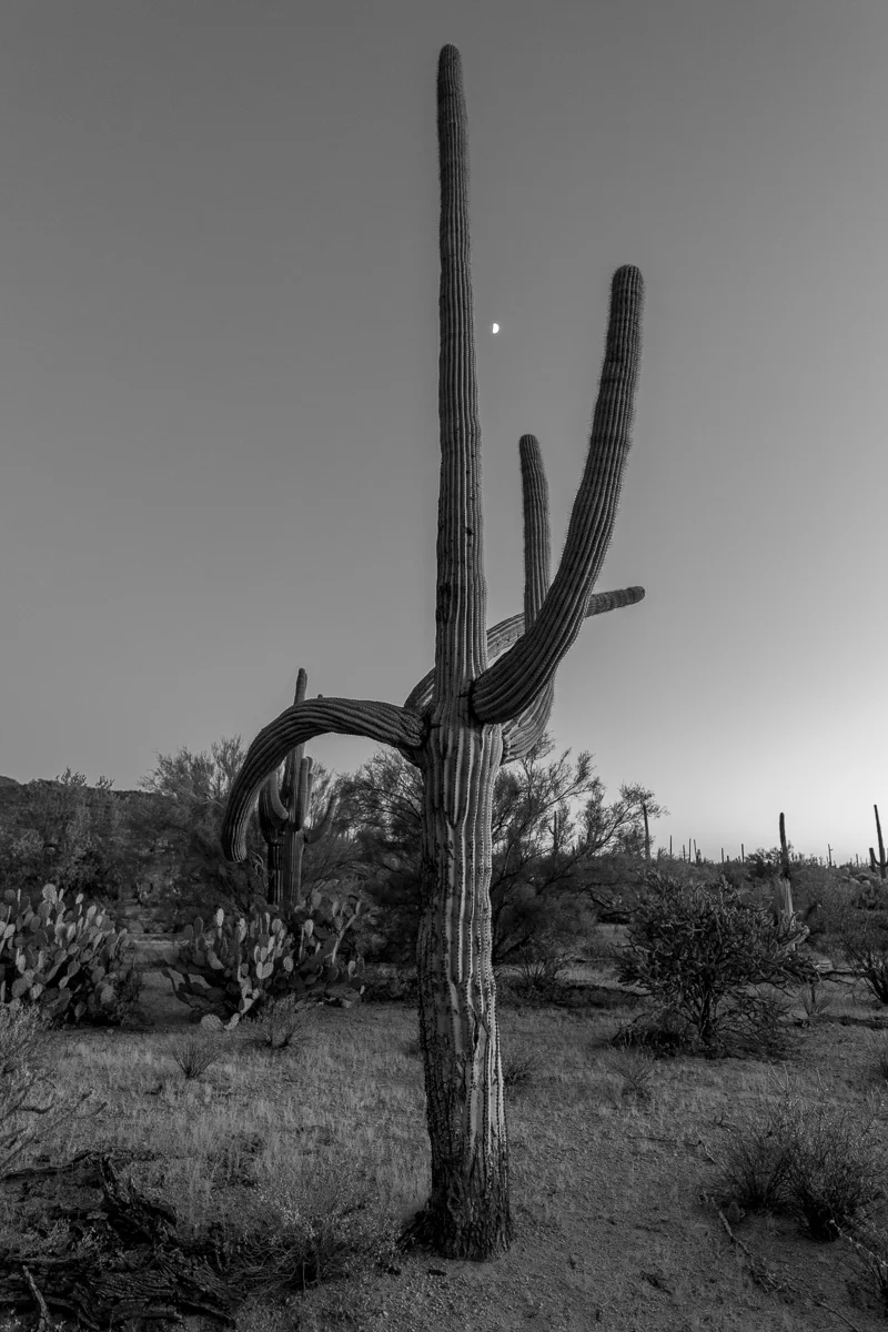 Dusk, Saguaro National Park, Arizona
