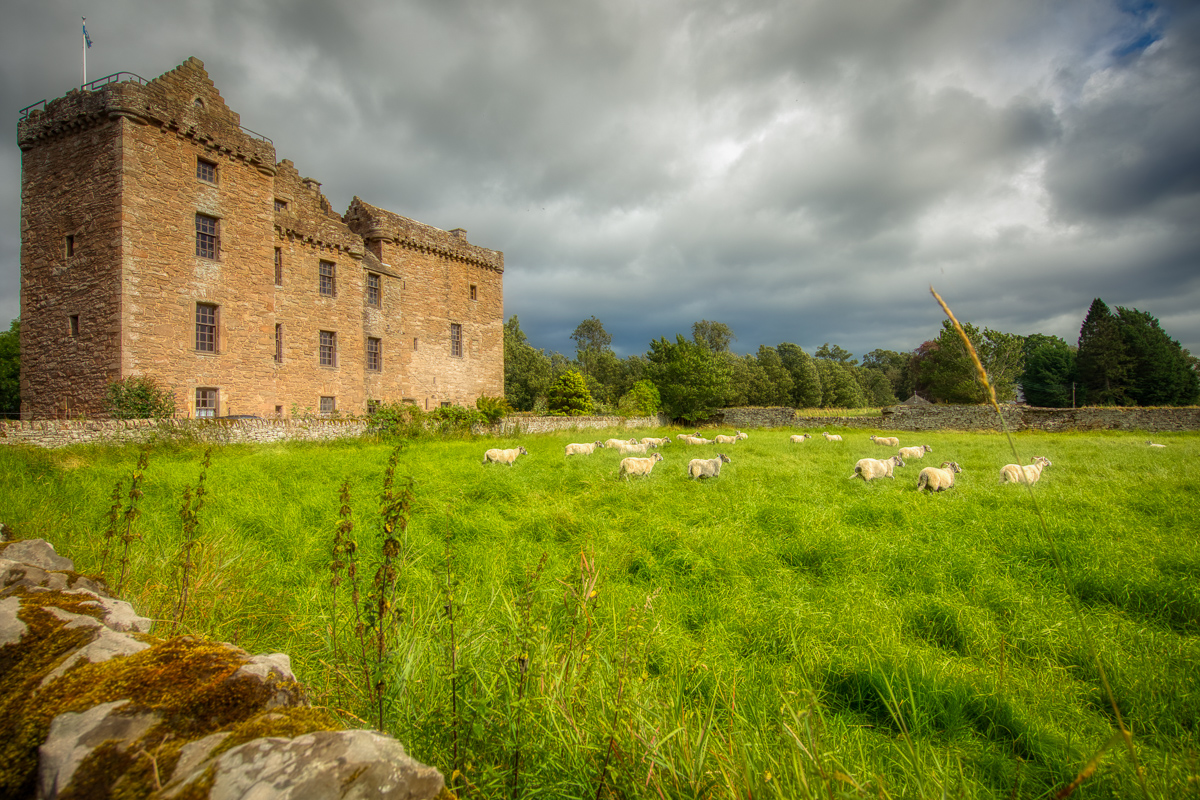 Sheep in the meadow at Huntingtower castle