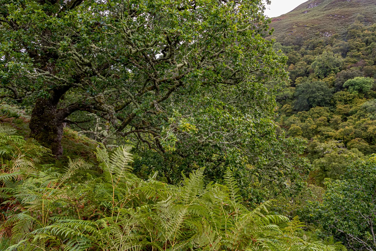 Lady falls curve oak-3274.jpg