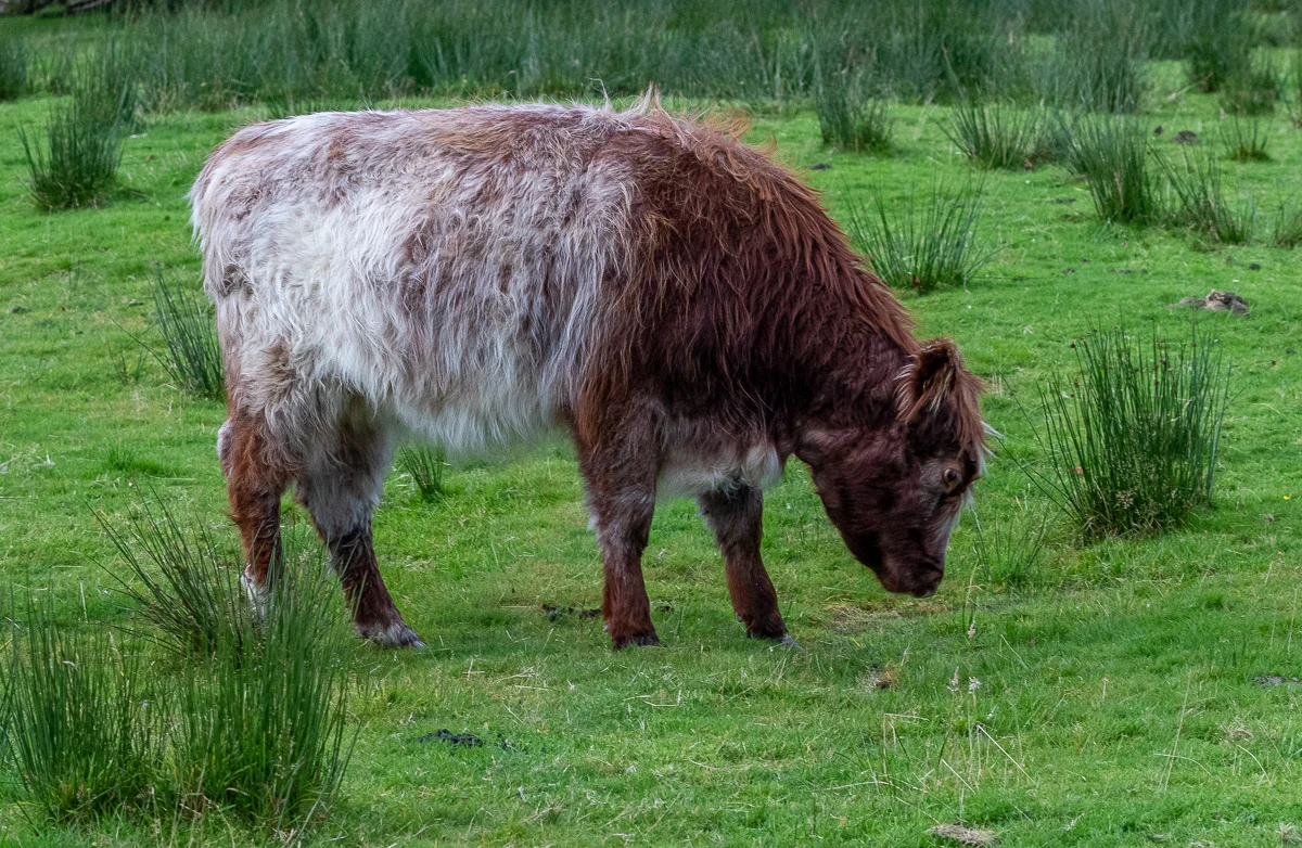 Mull cow-0990.jpg