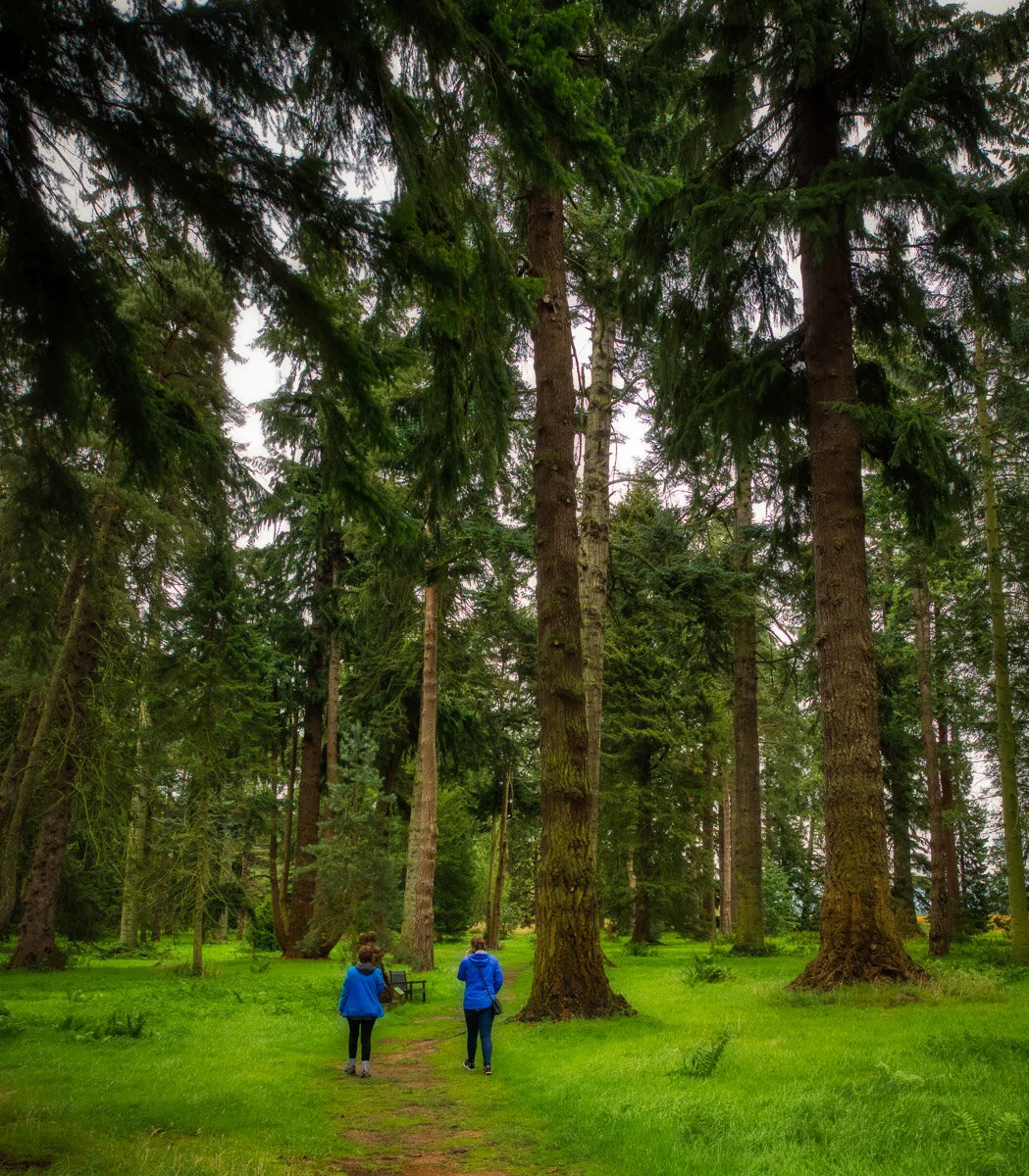 Macbeth trail at Scone pinetum