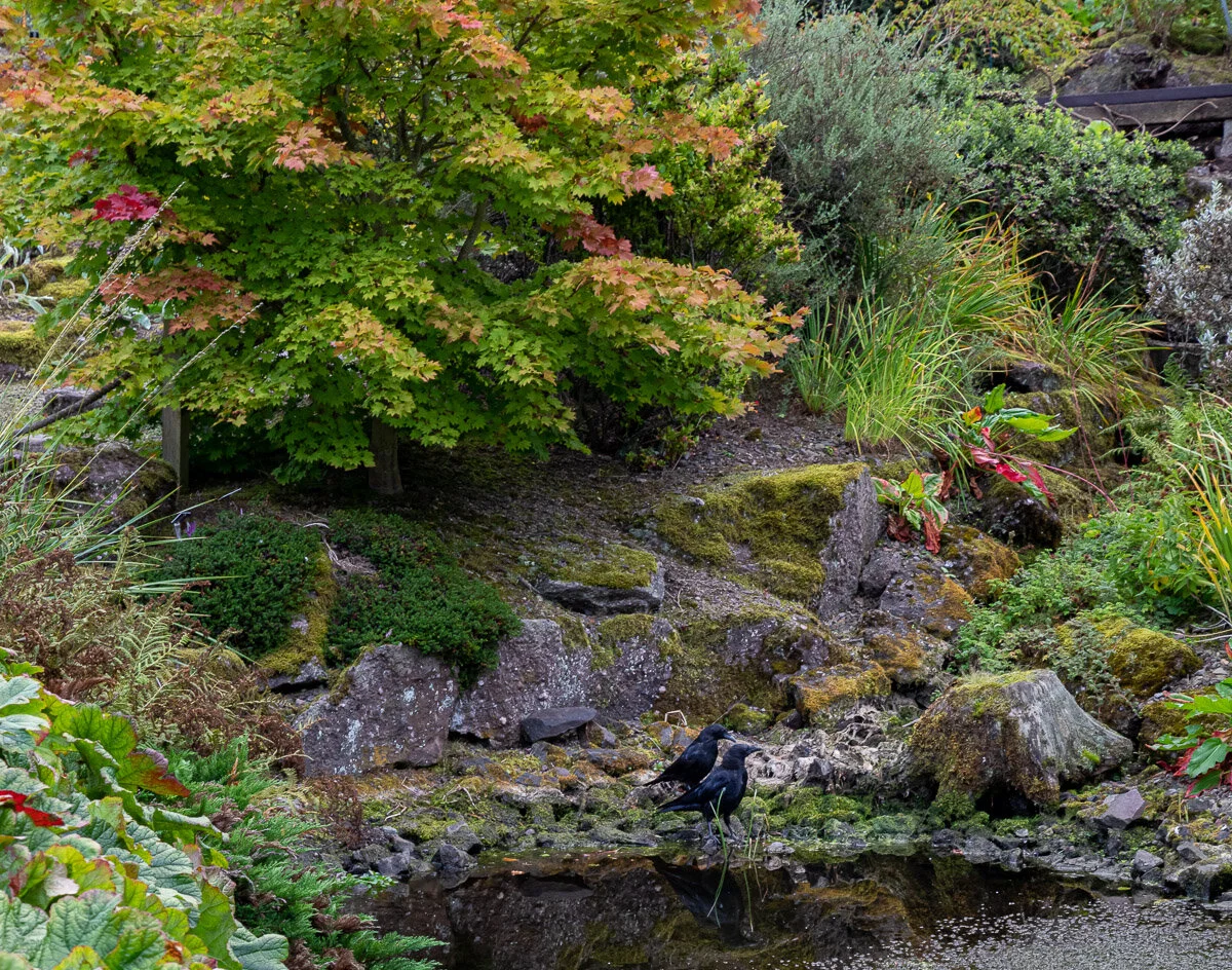 Ravens in the Japanese garden
