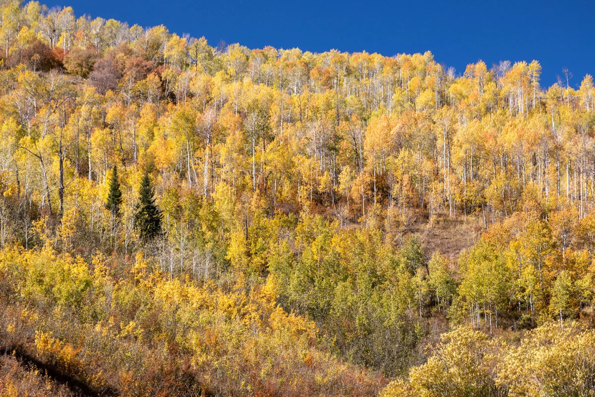 Aspen in Cache National Forest