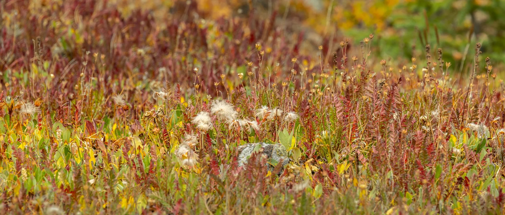 feathery seed head of alpine avens surrounded by fern-like leaves of autumn color