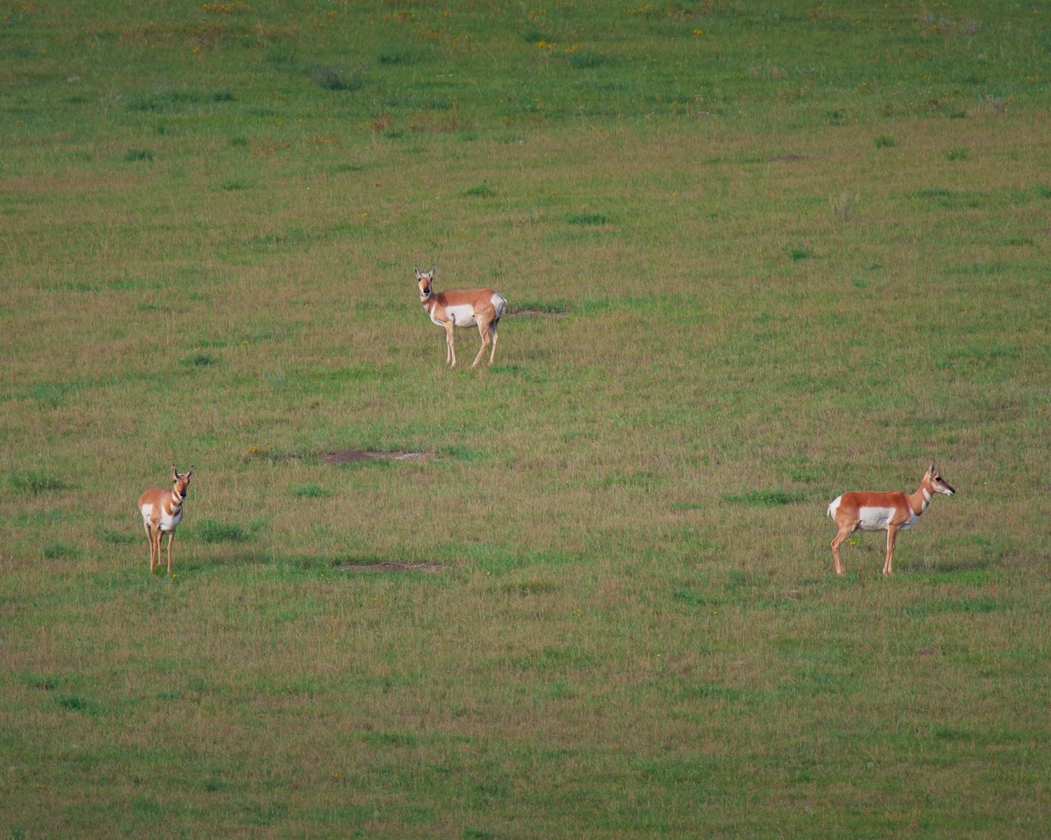 pronghorn antelope three standing in a grass field, antilocapra americana, craig childs, animal dialogues, north dakota