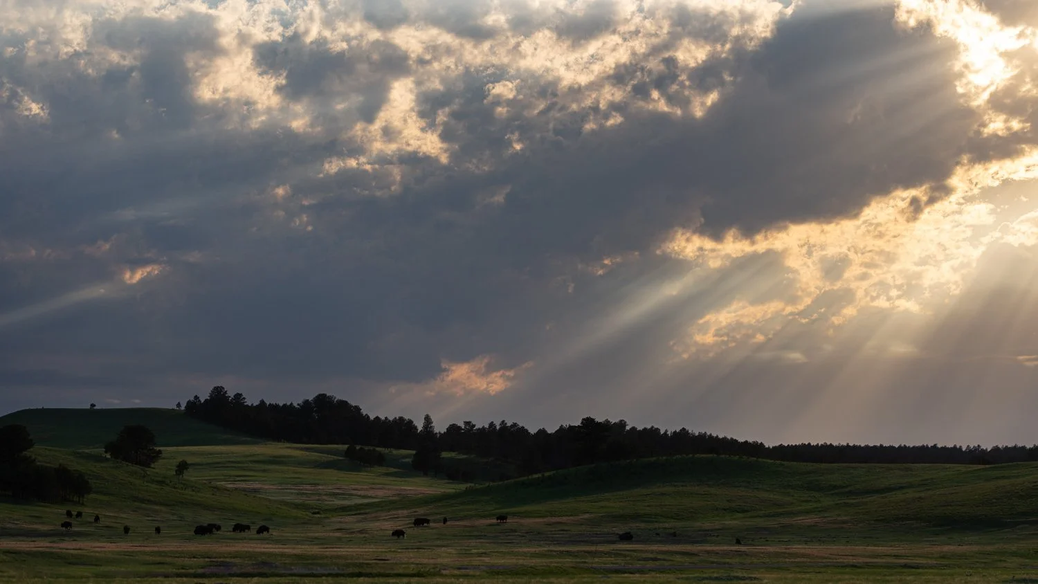 sunset, sun rays, sun streaks, bison, buffalo, tatanka, Wind Cave National Park, South Dakota