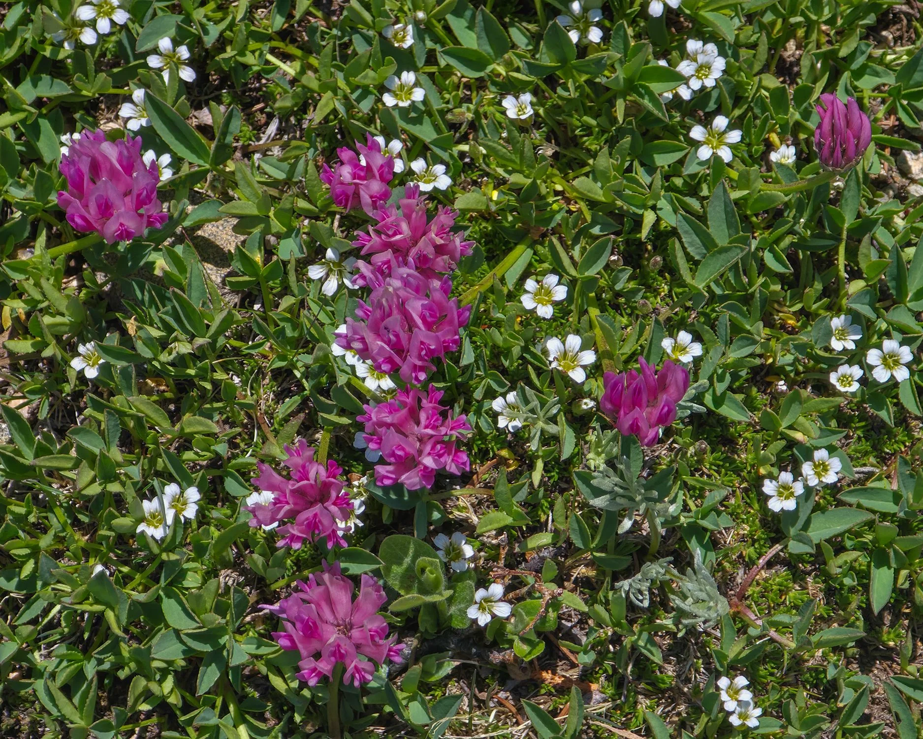 close up of claytonia megarhiza and trifolium parryi, purple and white alpine flowers