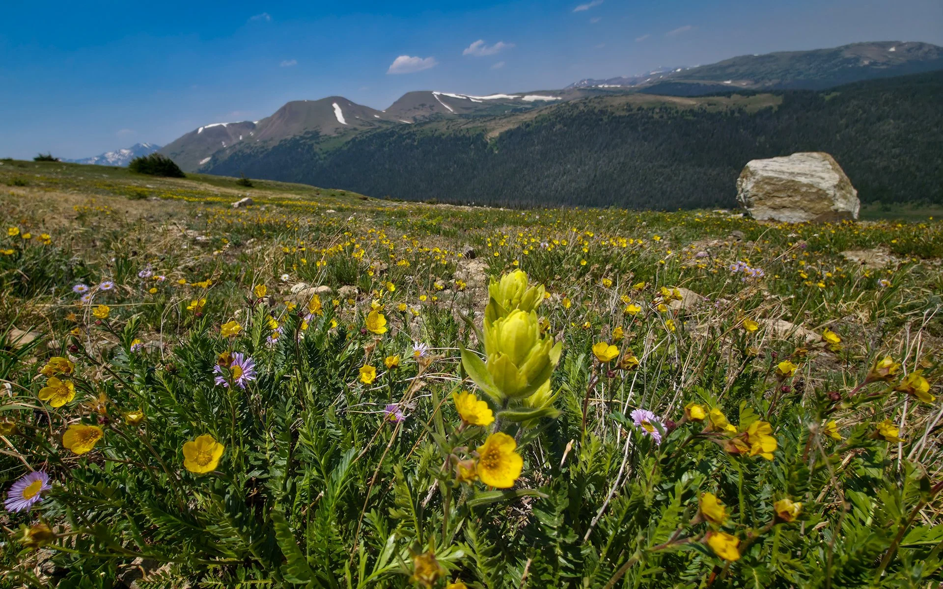 alpine field of flowers with rocky mountains in background, erigeron speciosus, castillega occidentalis, alpine avens