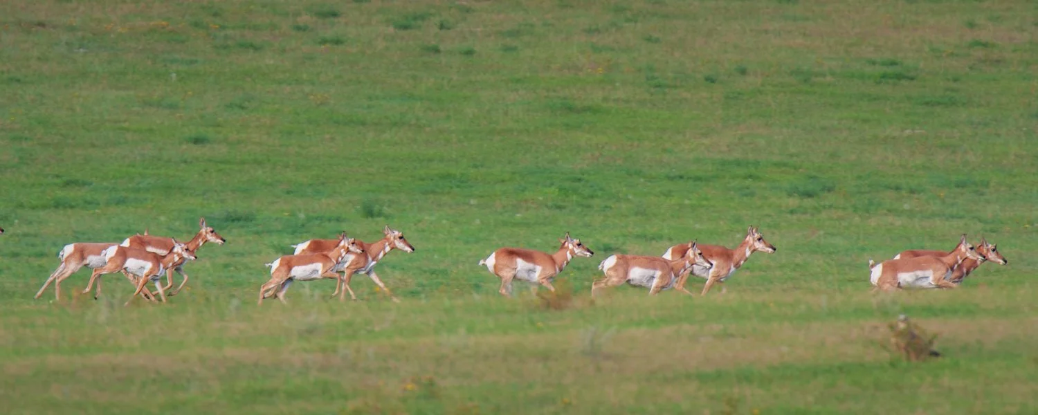 pronghorn antelope herd in a grass field, antilocapra americana, craig childs, animal dialogues, north dakota