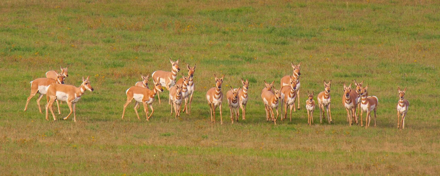 pronghorn antelope herd in a grass field, antilocapra americana, craig childs, animal dialogues, north dakota