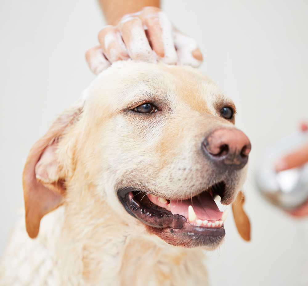 Grooming-Services.png