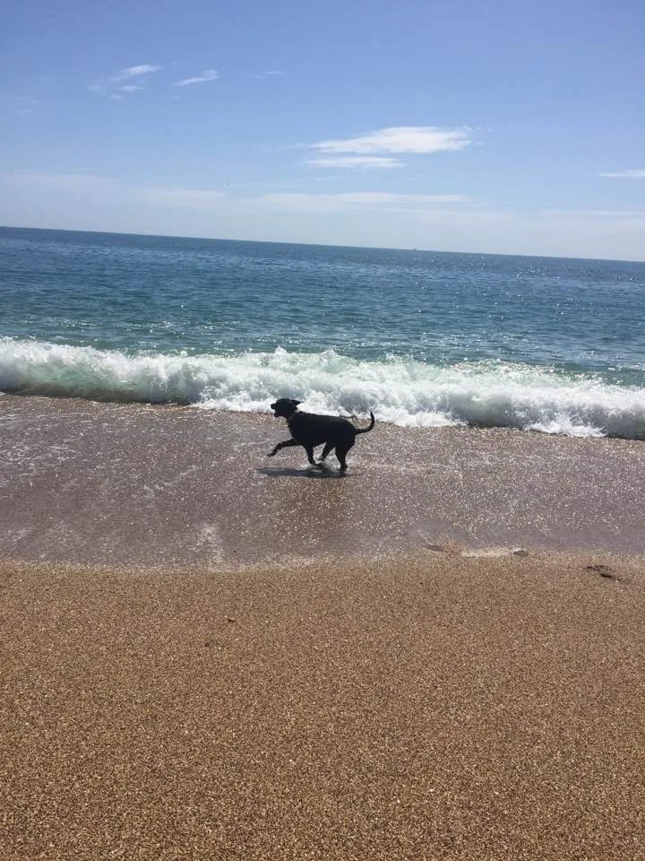 Molly at Strete Gate, Devon