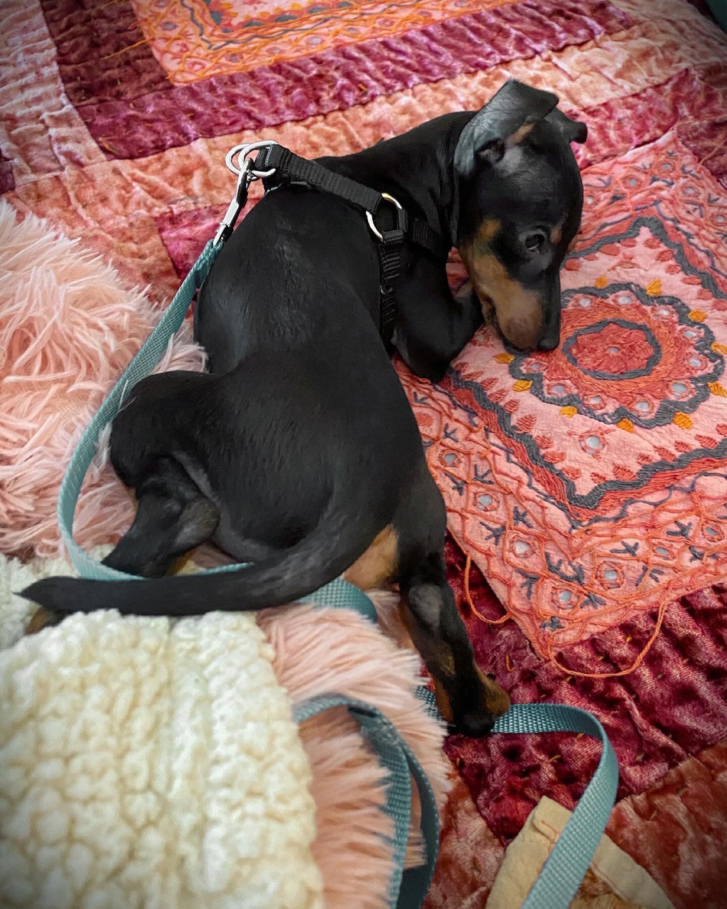 Pose inspo for my next photo shoot. 📷 

~W14A🥄

#darjeelingthetoymanchesterterrier

P.S. I finally just sewed the harness to make it tiny...common sense and a needle won out. It always makes me sad to see her in a harness at all because she&rsquo;s