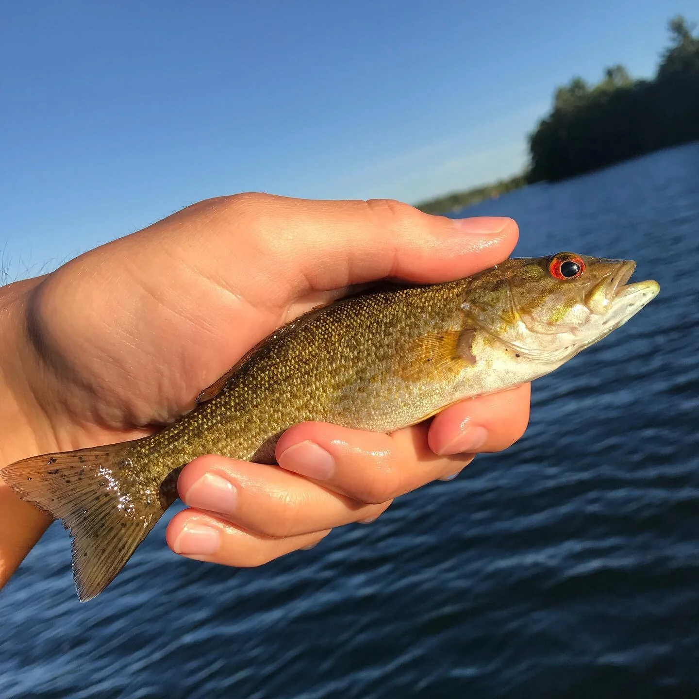 Micropterus dolomieu.jpg