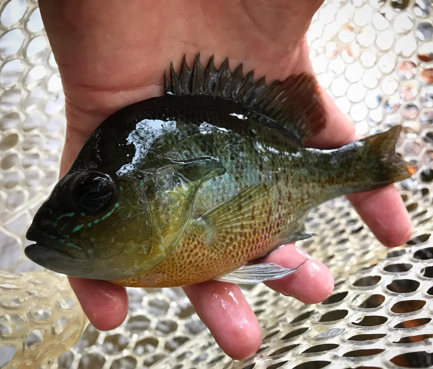 sunfish.jpg