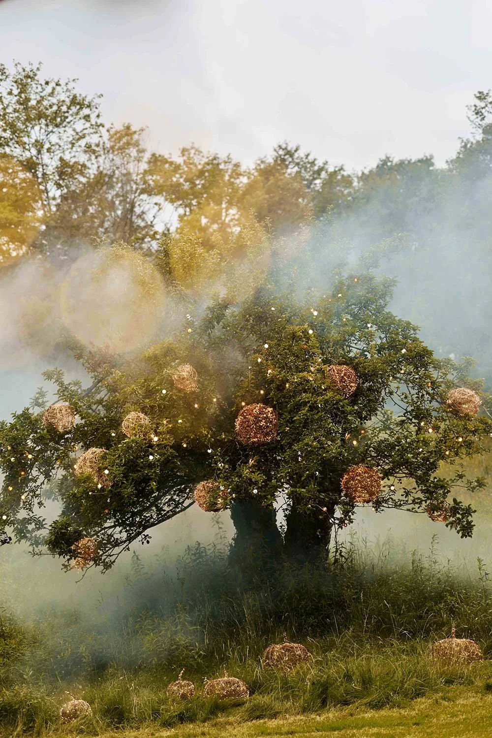 TERJUN26_Fall_FieldDays_LitVineTree_516_HERO_DP_Select_AI.fpo.jpg