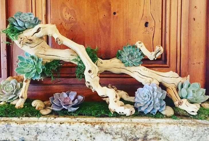 San Elijo Lagoon Gala Styling - Oct. 2017