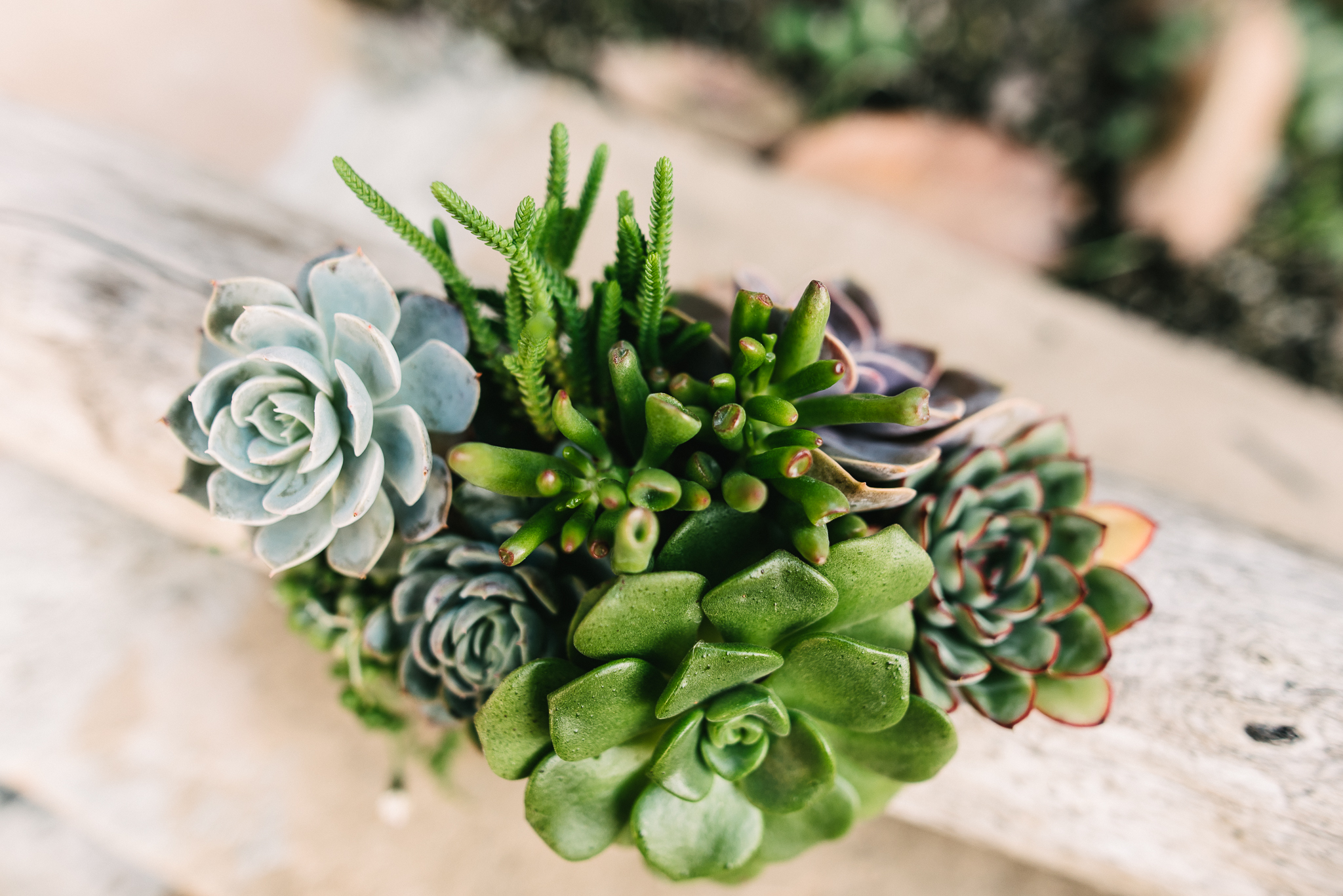 WEB 2018 Marie Monforte Photo_Infinite Succulents -22.jpg