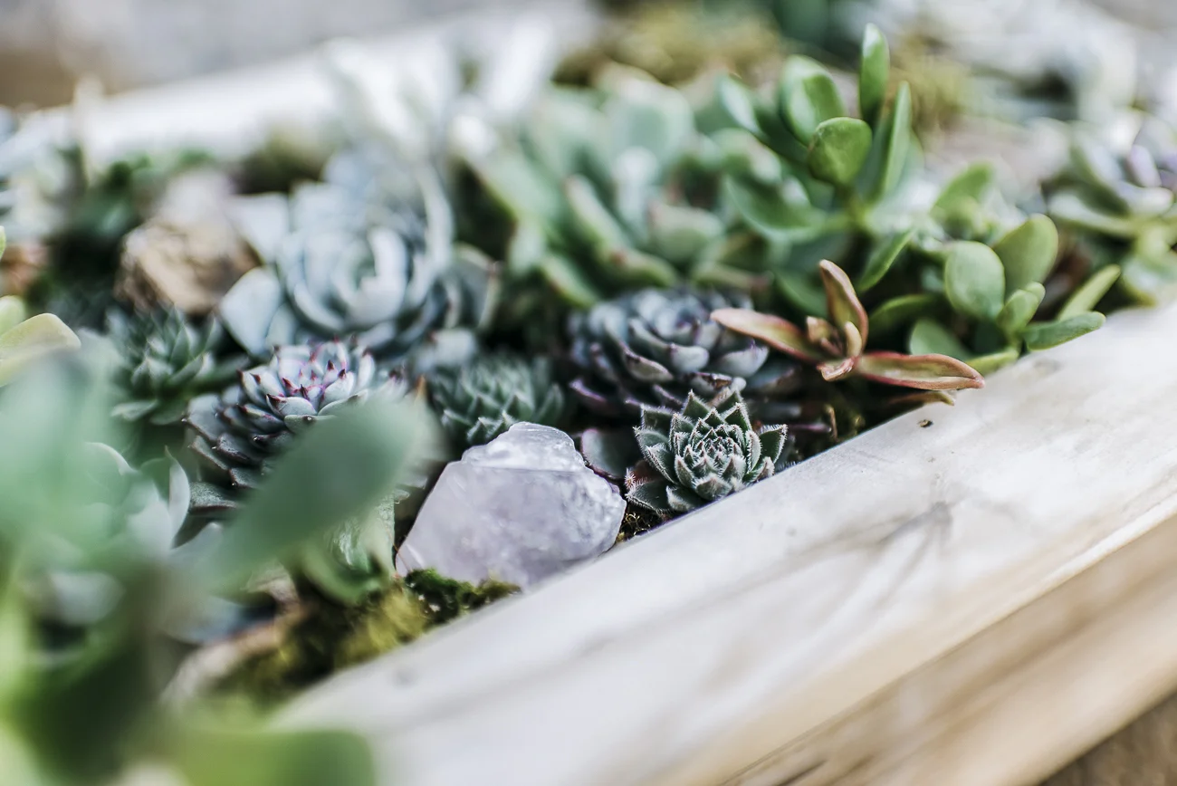  succulents as muses