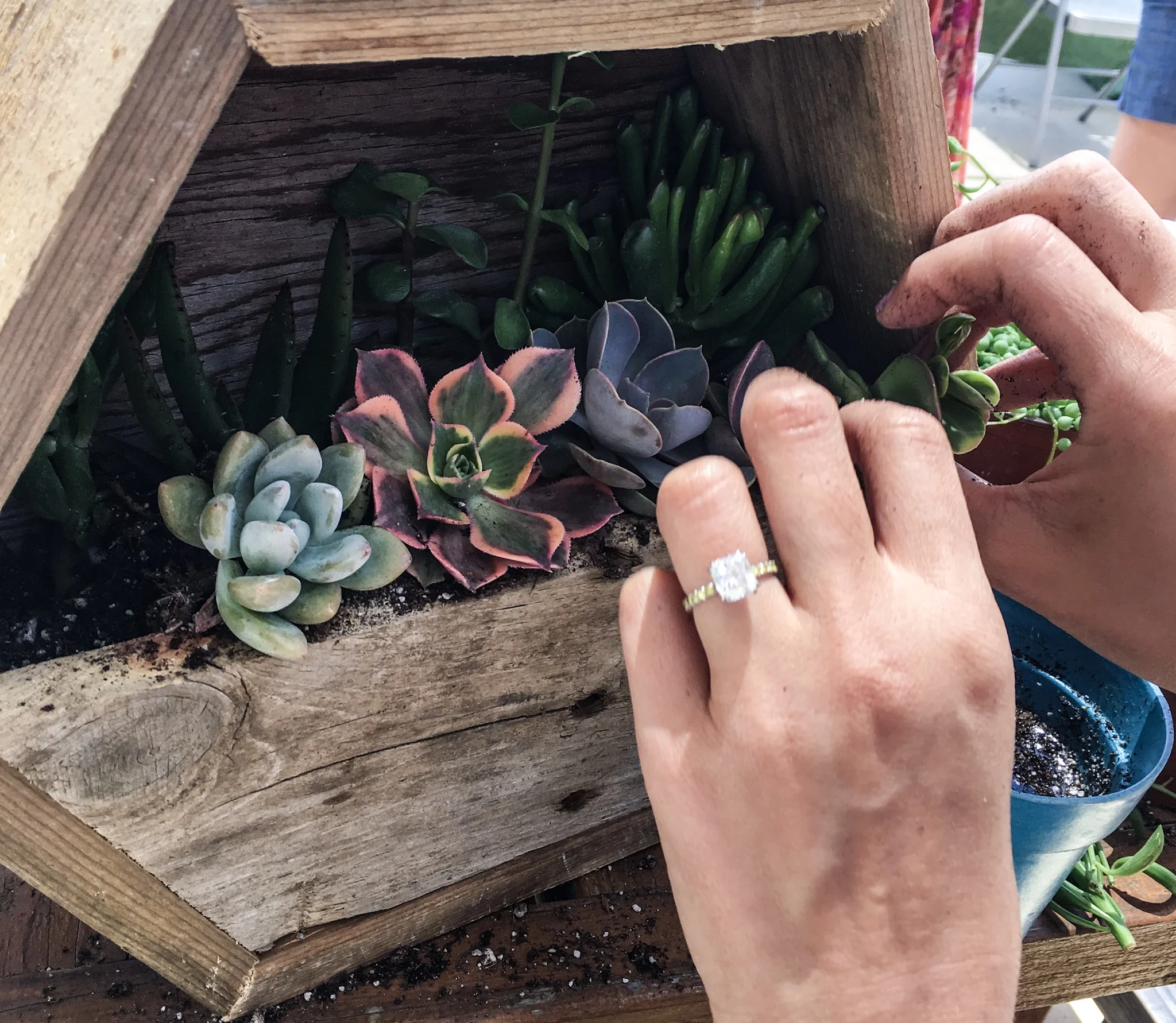 infinitesucculent_thenurtureblog_GABACCIA_barrelsandbranches_leucadia_20179737.jpg