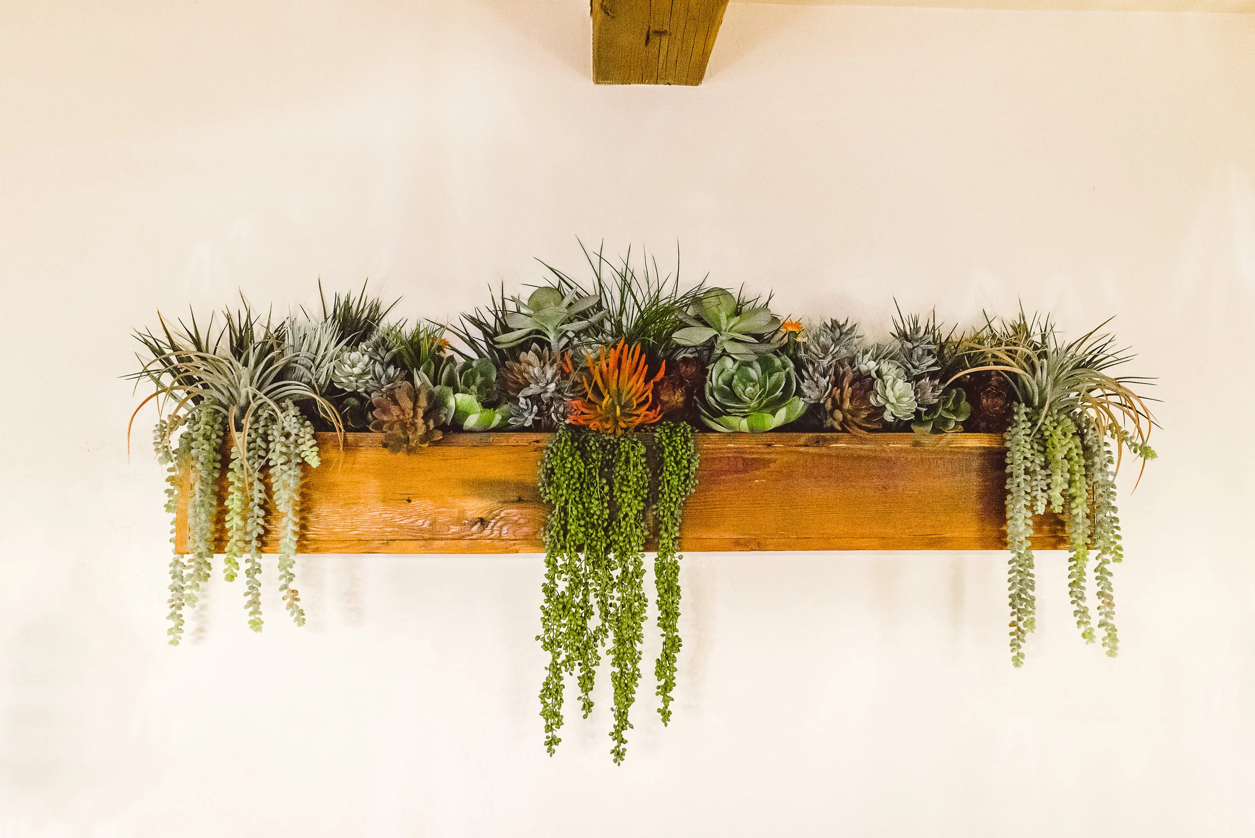 2018 Marie Monforte_Succulents at Cocina -8.jpg