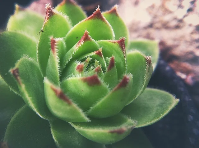 stonecrop-1651449_640.jpg