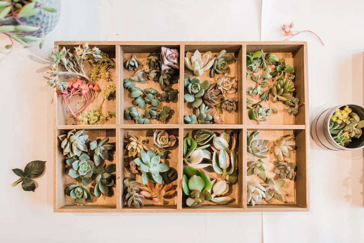 WEB Marie Monforte Photo_Succulent Workshop BHLDN-11.jpg