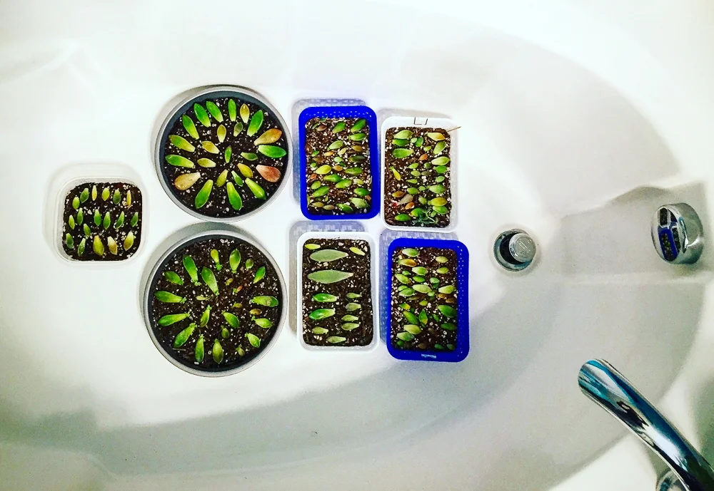 infinitesucculent_succulentsandparenthood 2016-03-12 18.07.53-1.jpg
