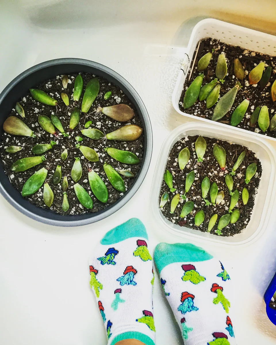infinitesucculent_succulentsandparenthood 2016-04-09 12.23.27-1.jpg