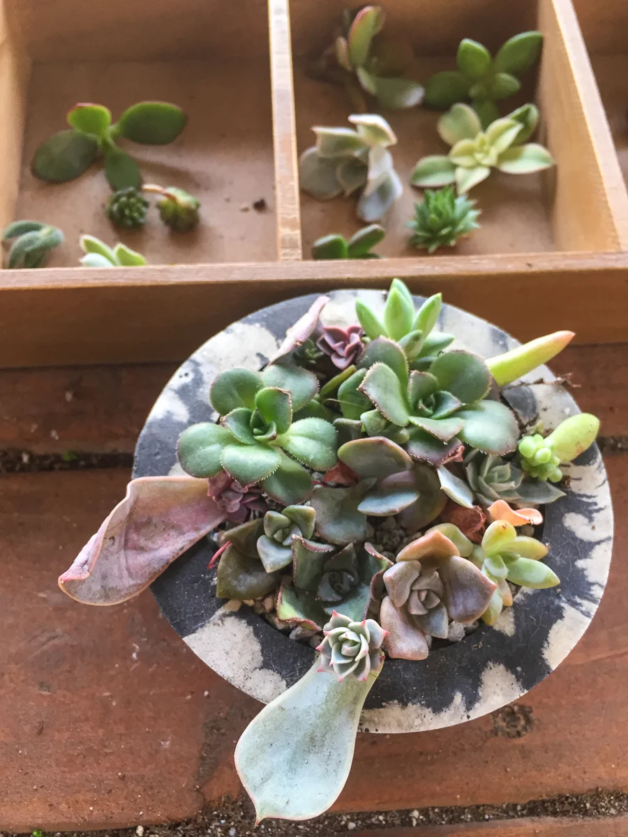 infinitesucculent_succulentsandparenthood Photo Dec 26, 3 10 23 PM.jpg