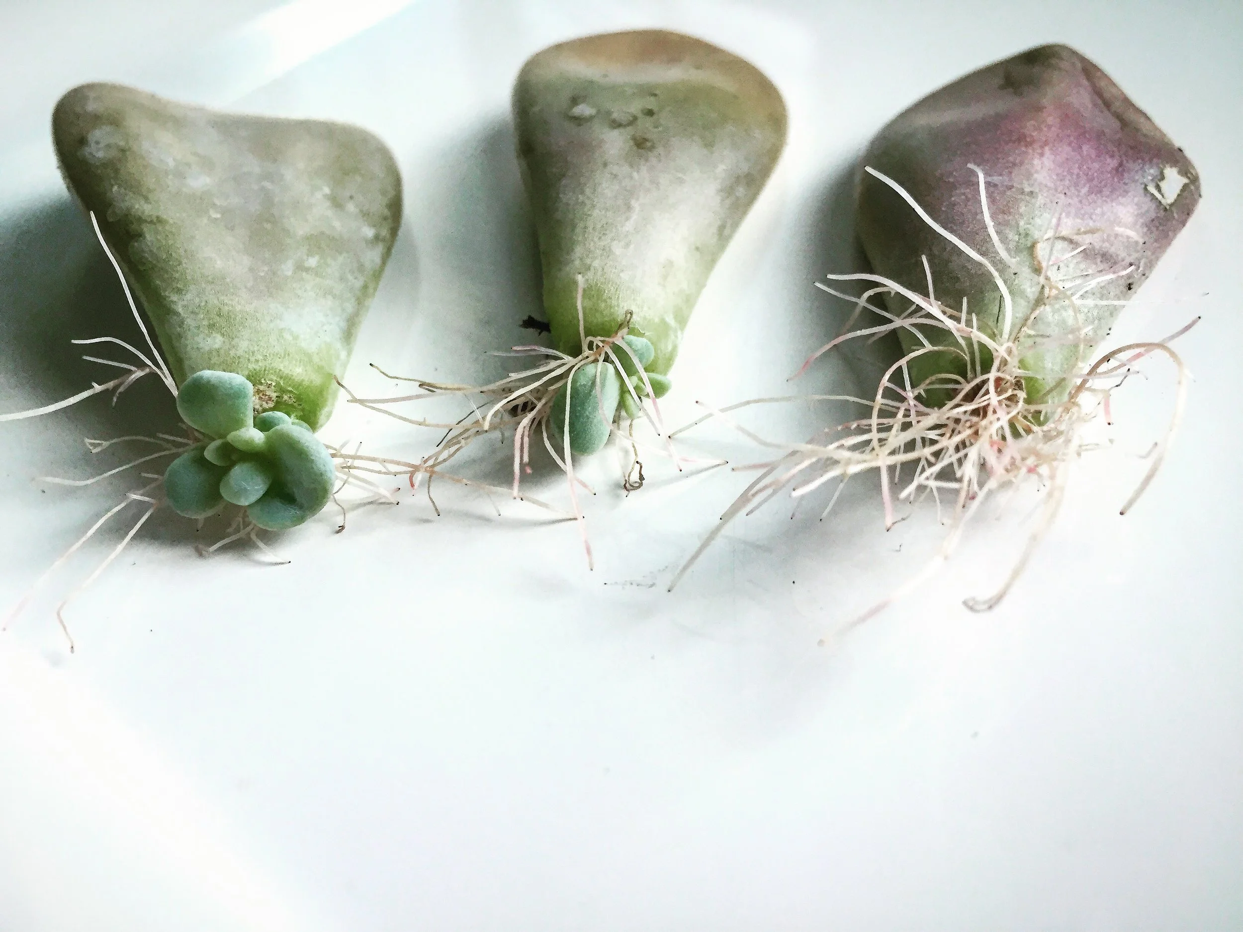 succulent propagation