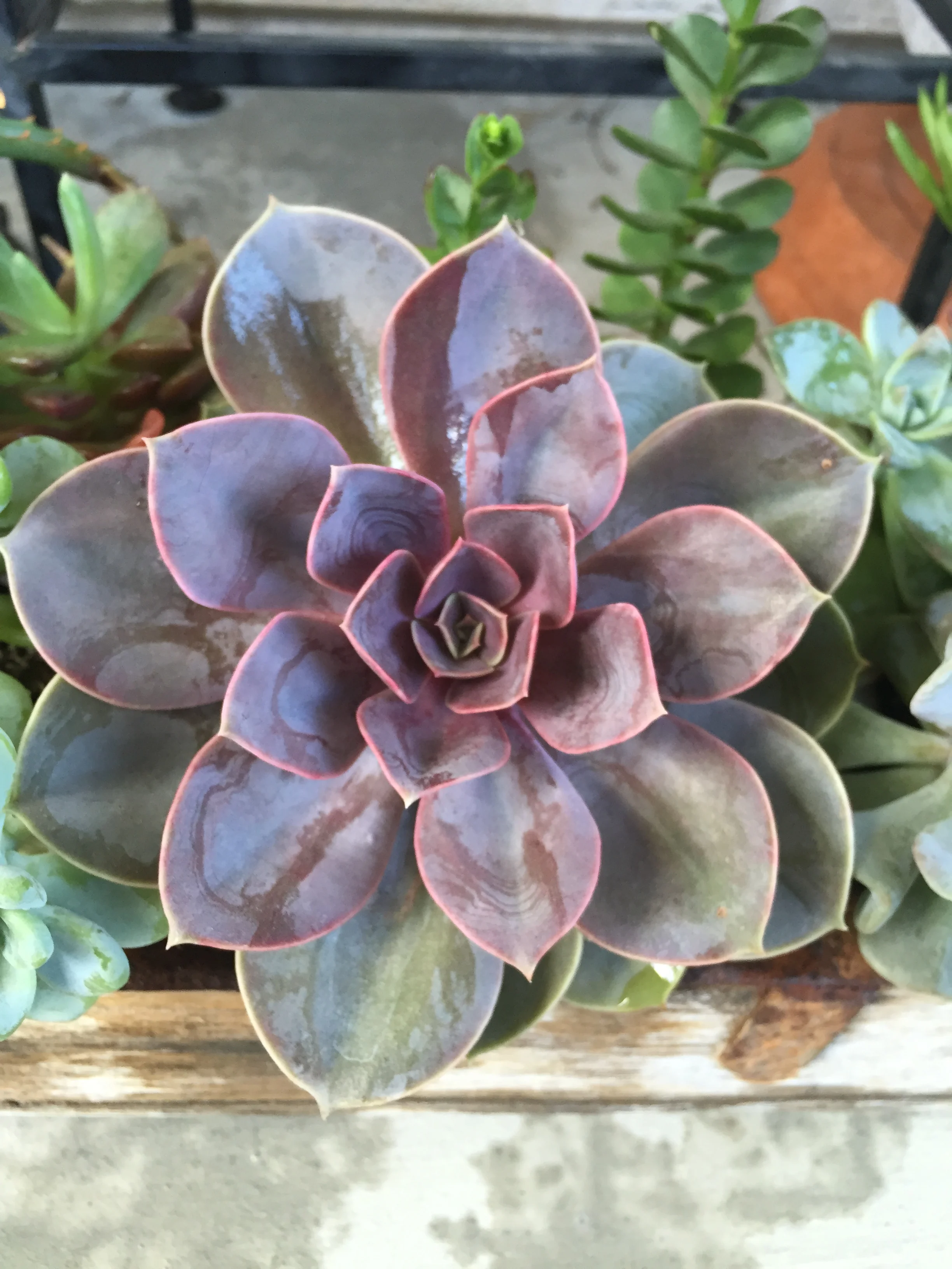 what succulents have taught me about patience