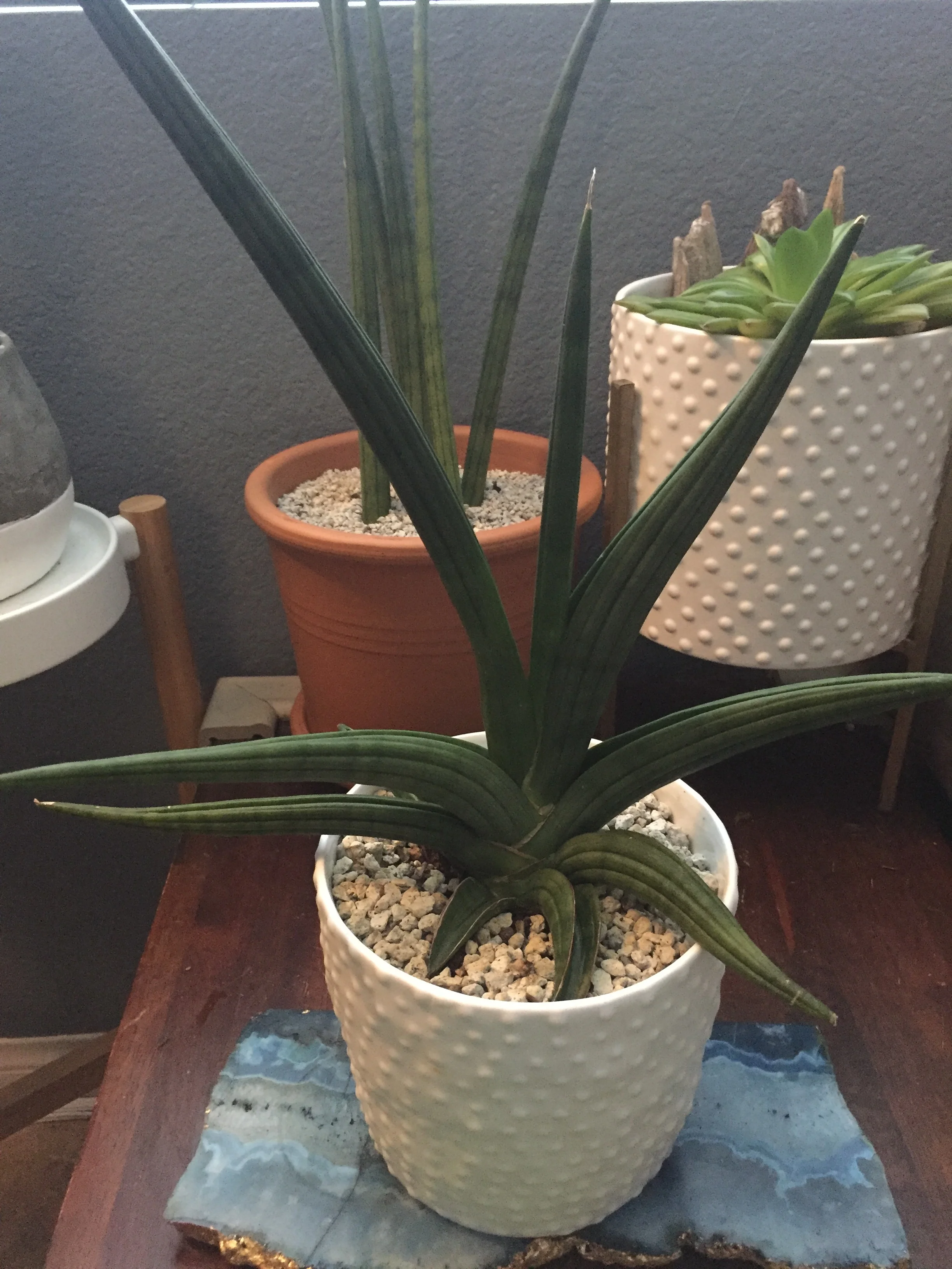 Background: Sansevieria cylindrica Foreground:Sansevieria patens