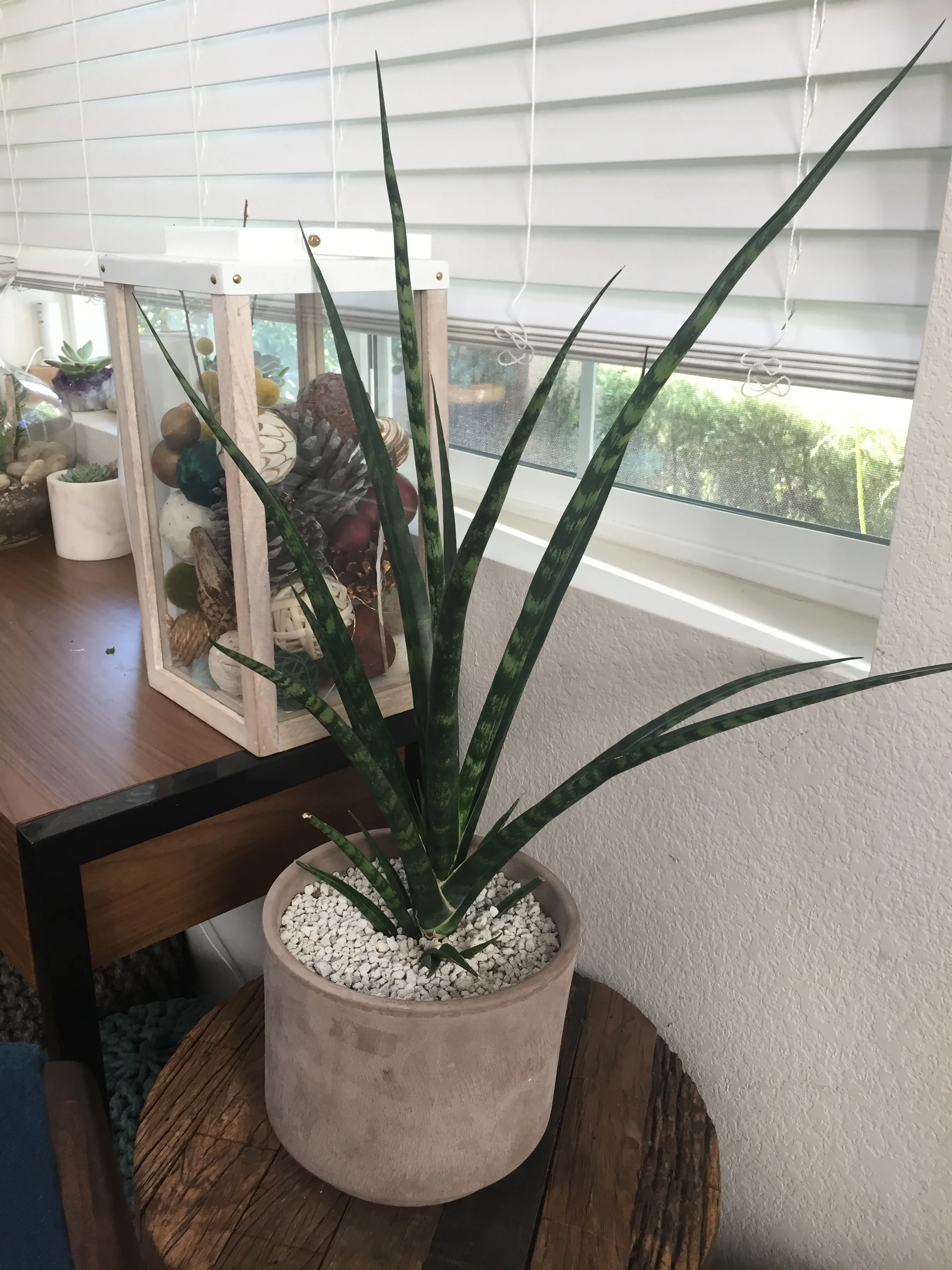 Sansevieria fernwood