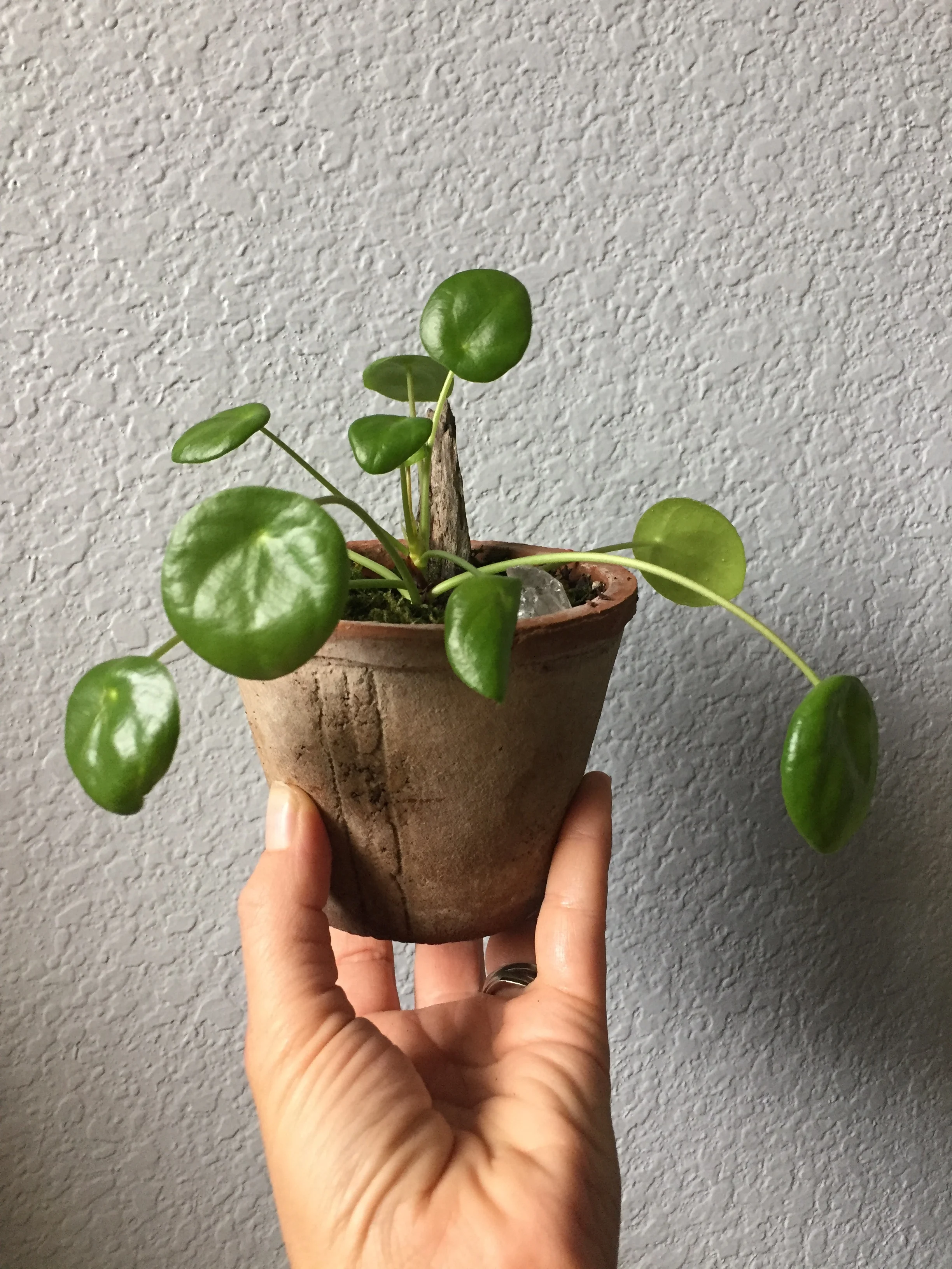 Plant of the Month Archive: Pilea Peperomioides