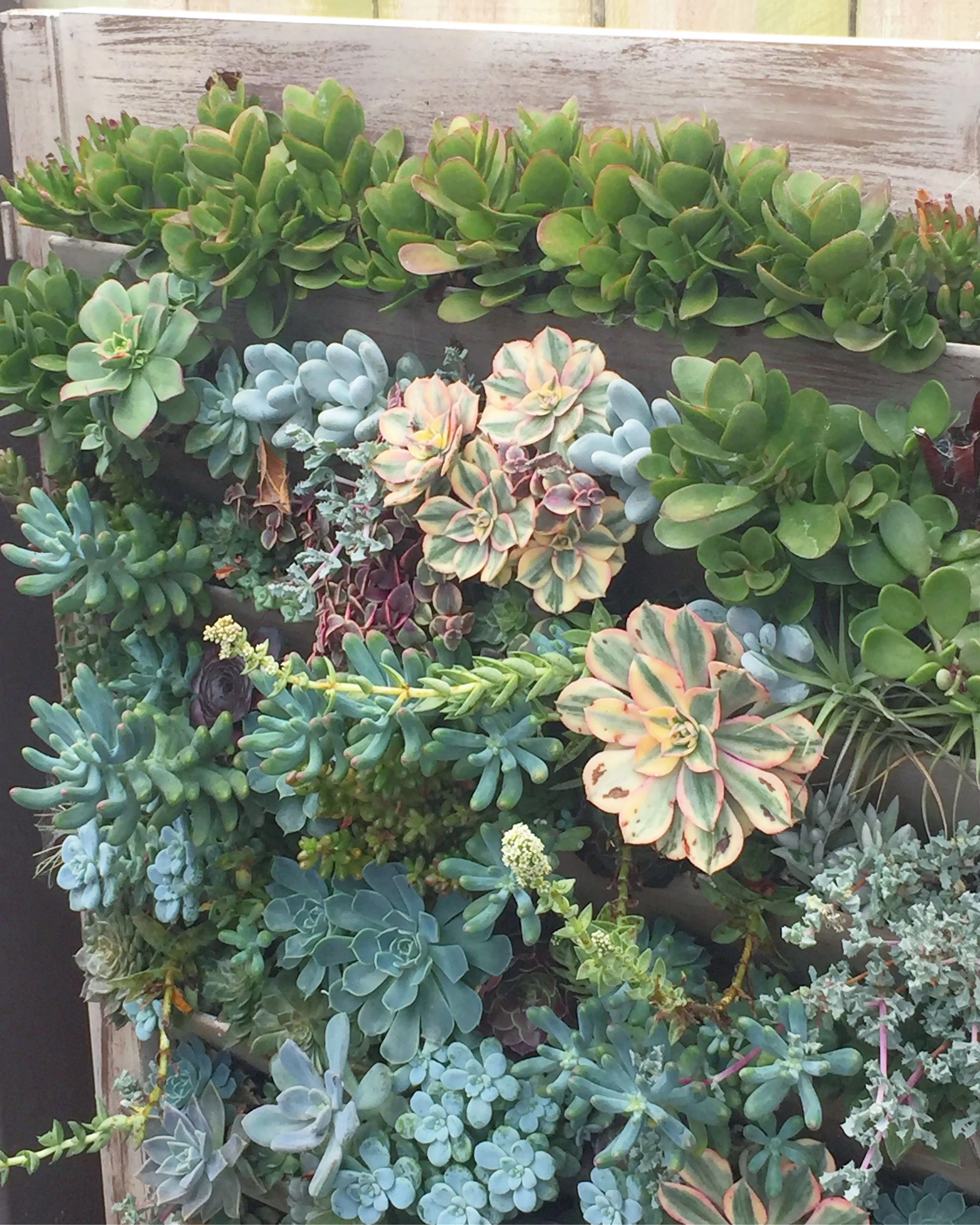 Aeonium Sunburst stealing the show in this lovely pallet at Succulent Cafe Carlsbad.