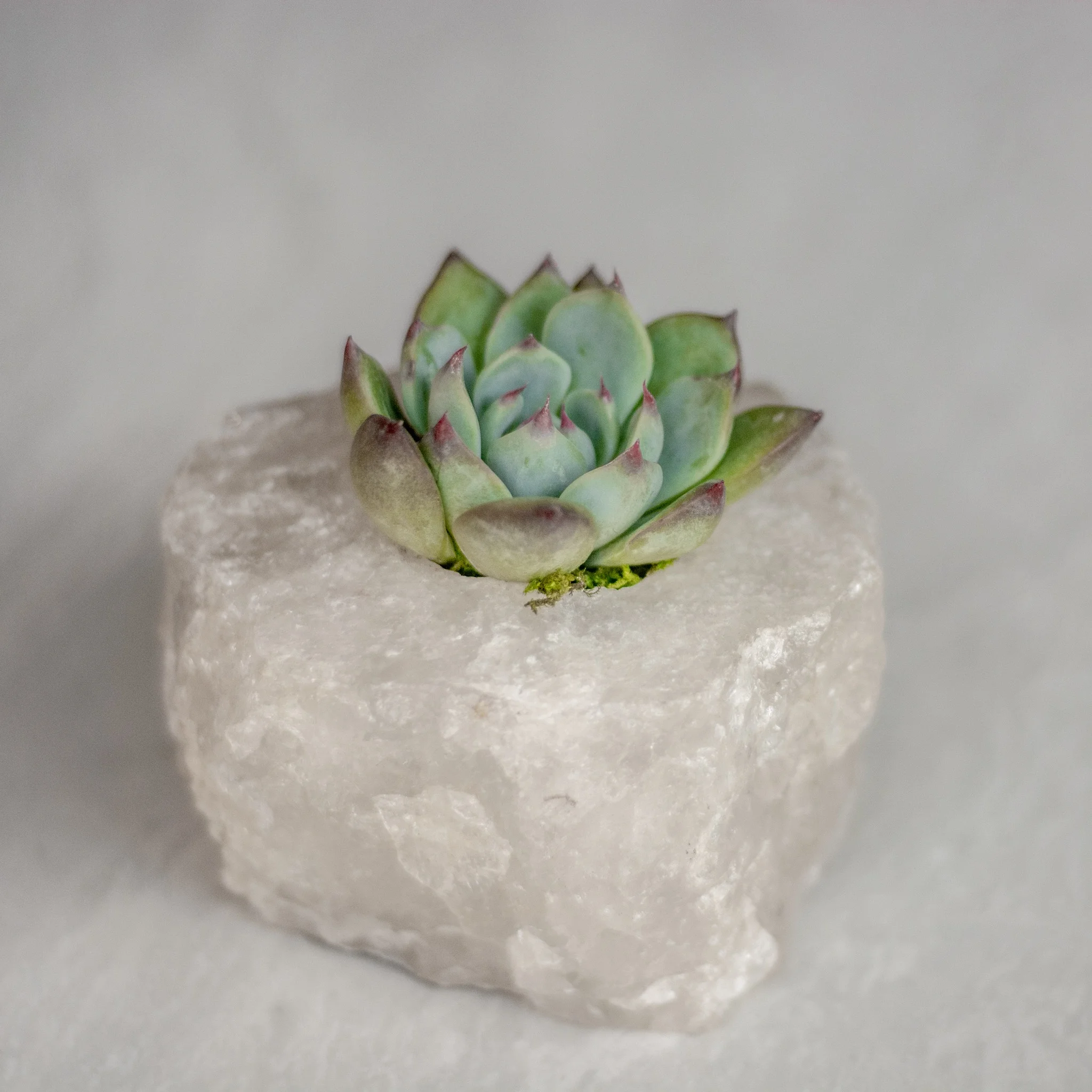 infinitesucculent_crystals_ccbiz_gabaccia__GAB5886.jpg