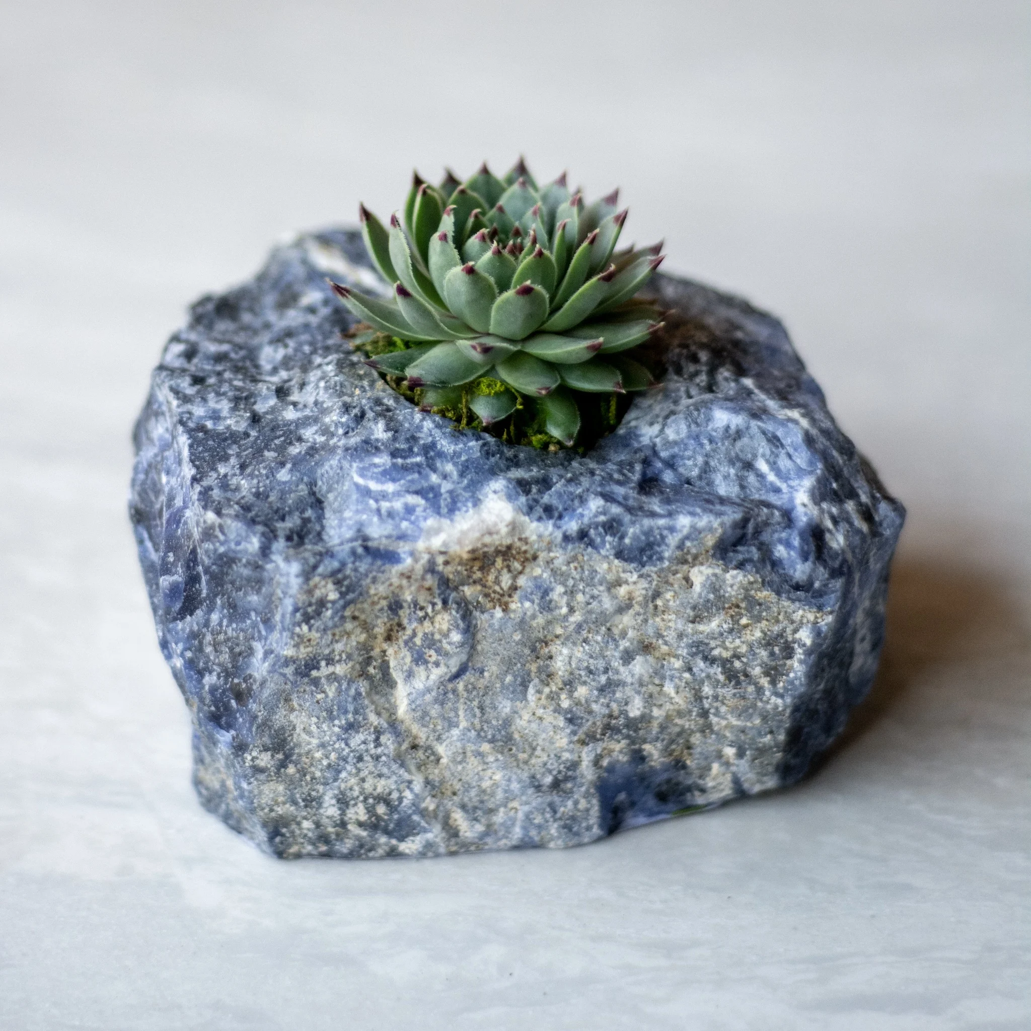 infinitesucculent_crystals_ccbiz_gabaccia__GAB5901.jpg