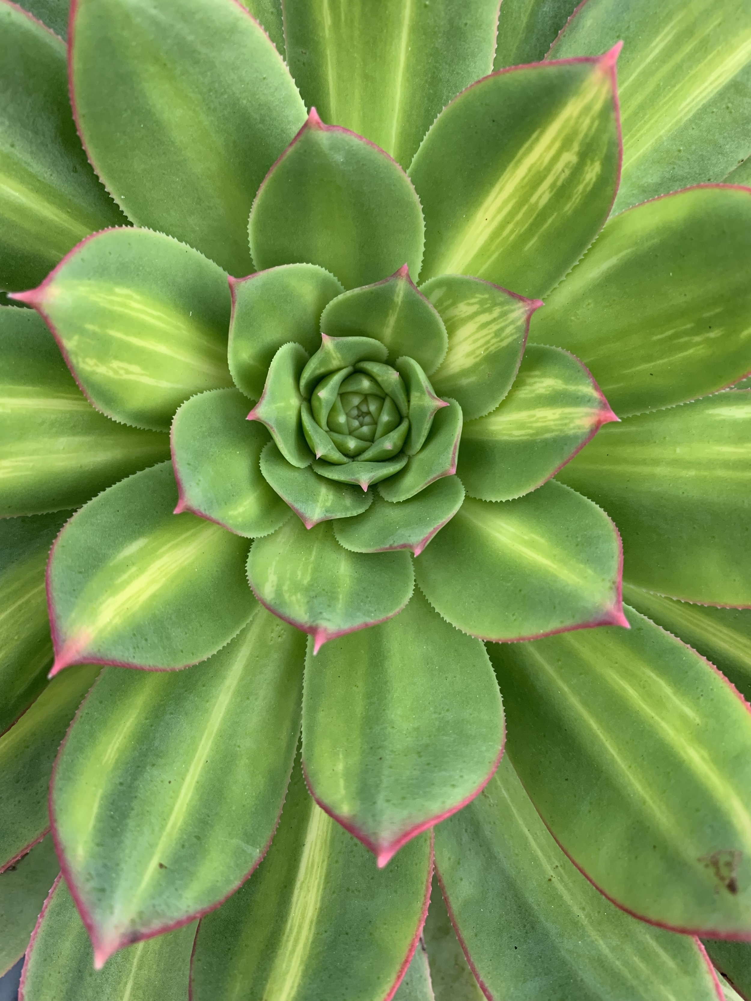 Eco-Friendly Decluttering: Good for You, Good for the Planet by Claudia of @la.eco.latina