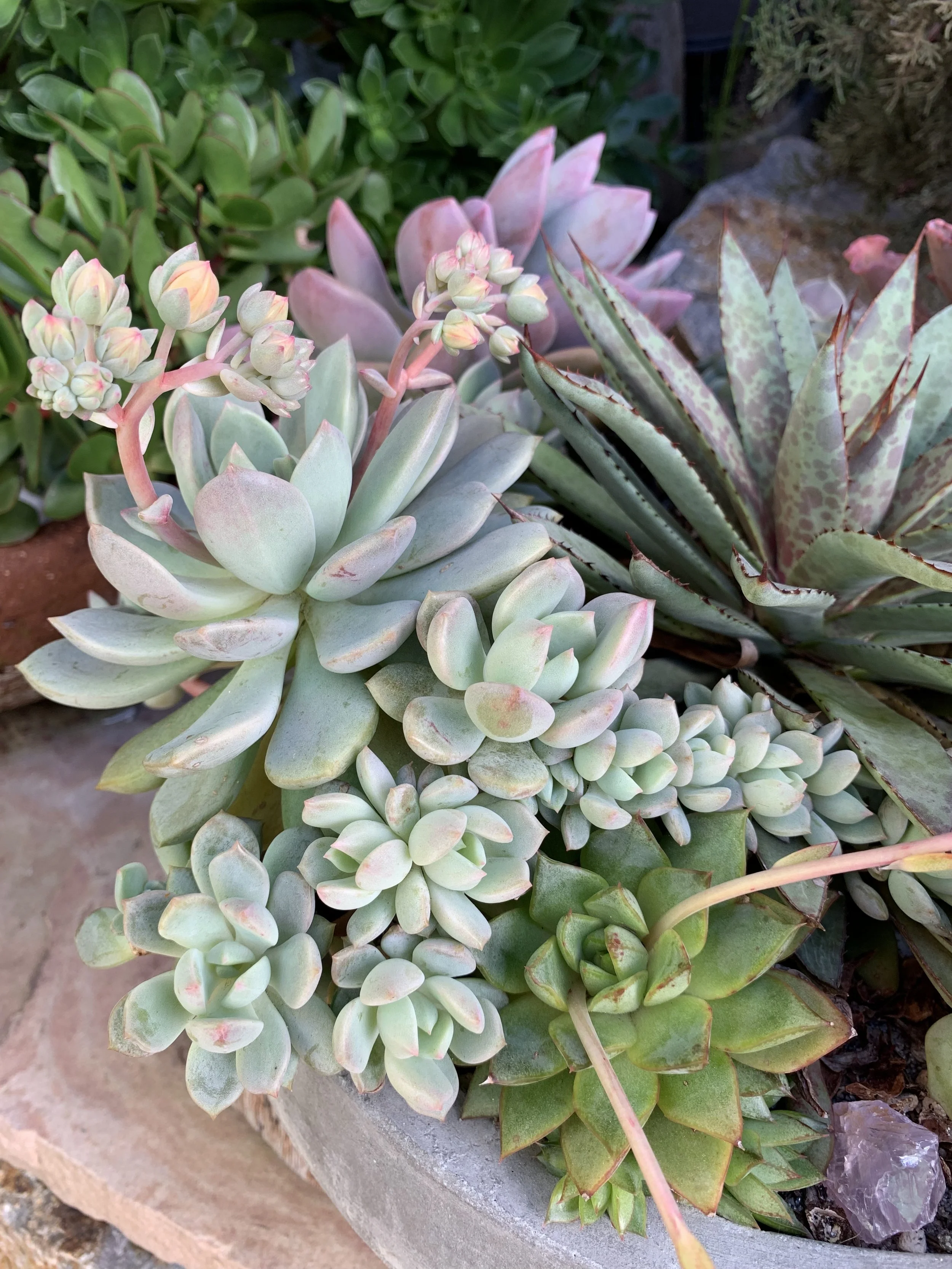 2019-03-28 17.43.11.jpg