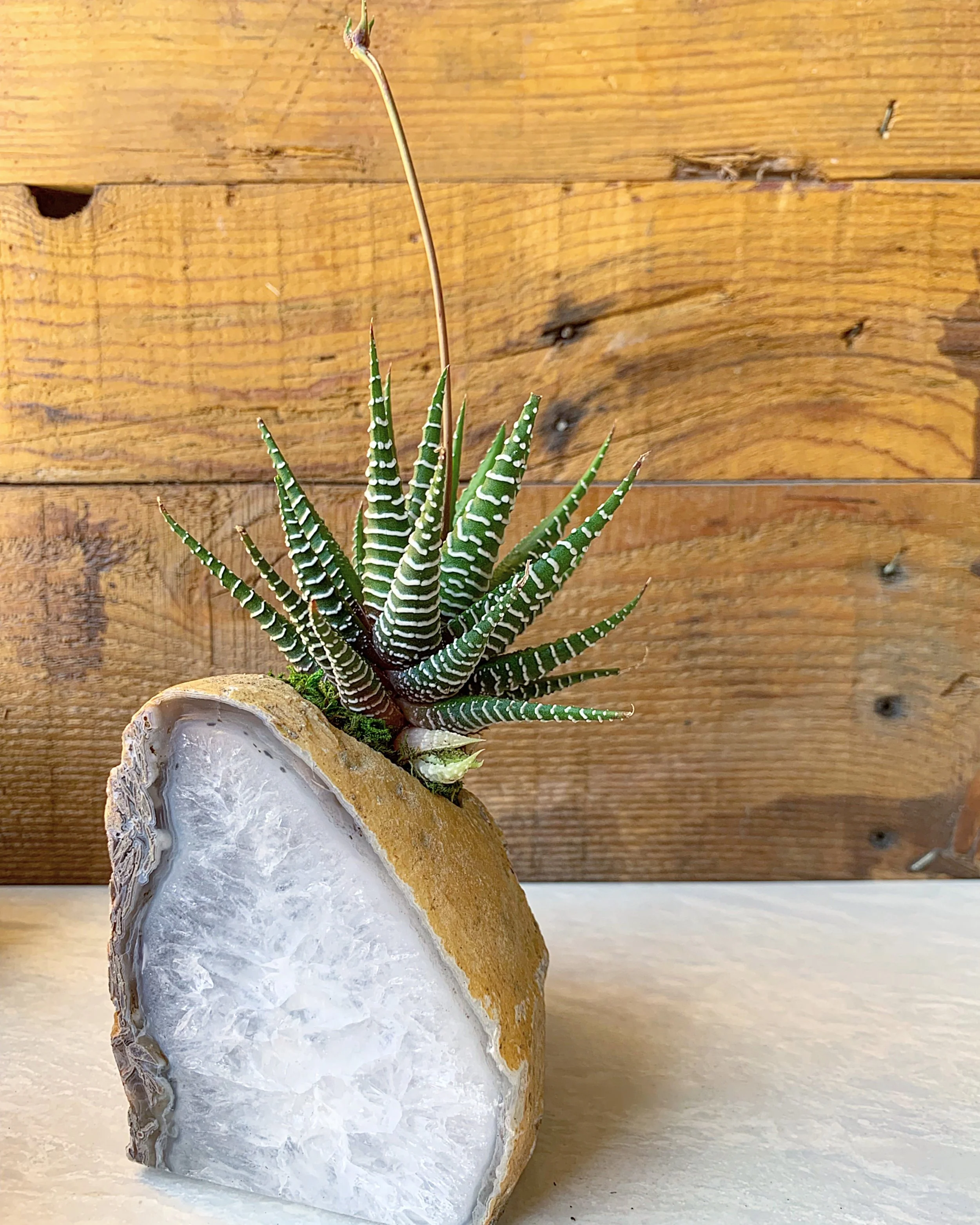 Zebra Haworthia planted into Agate Stone