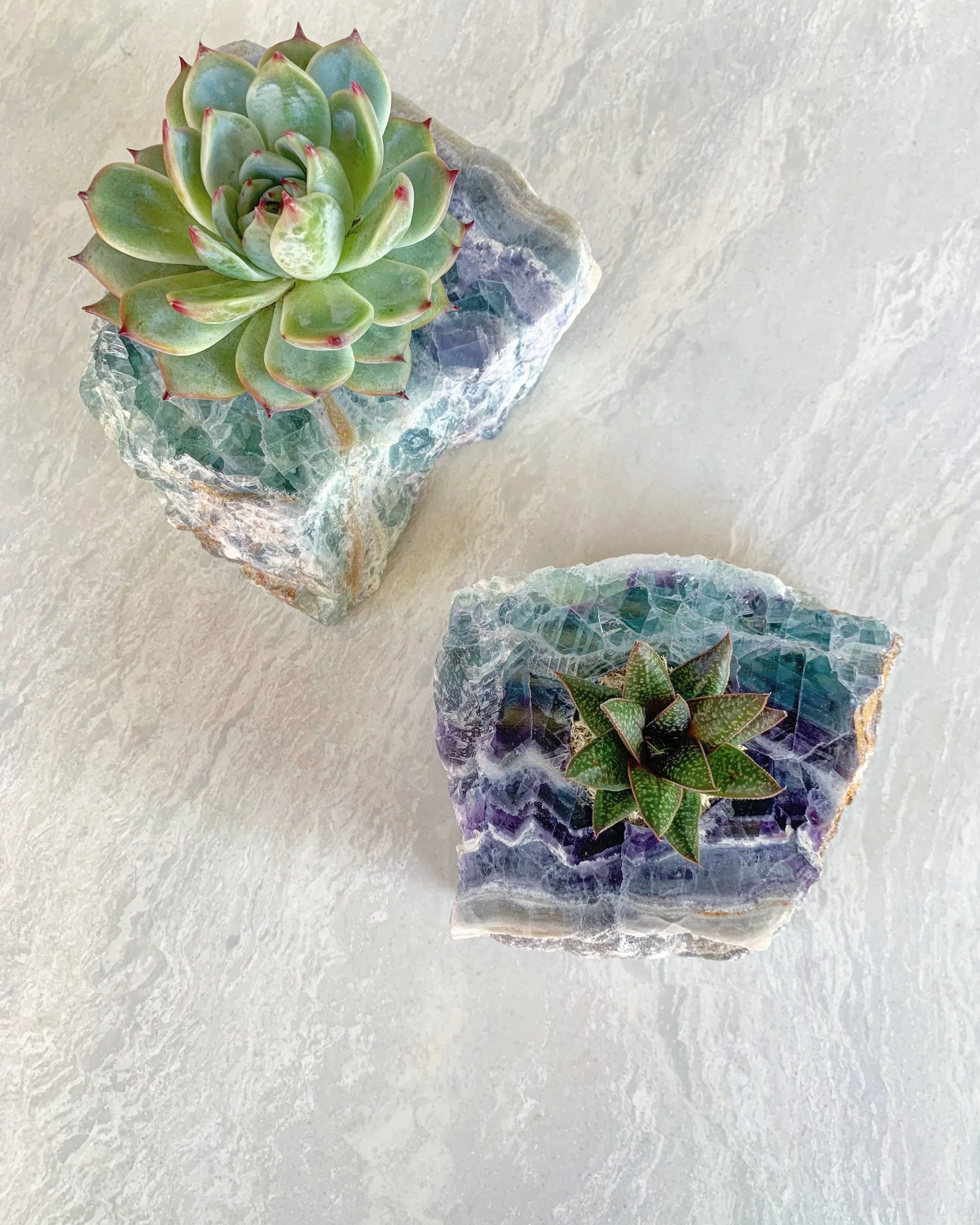 fluorite_infinitesucculent.jpg