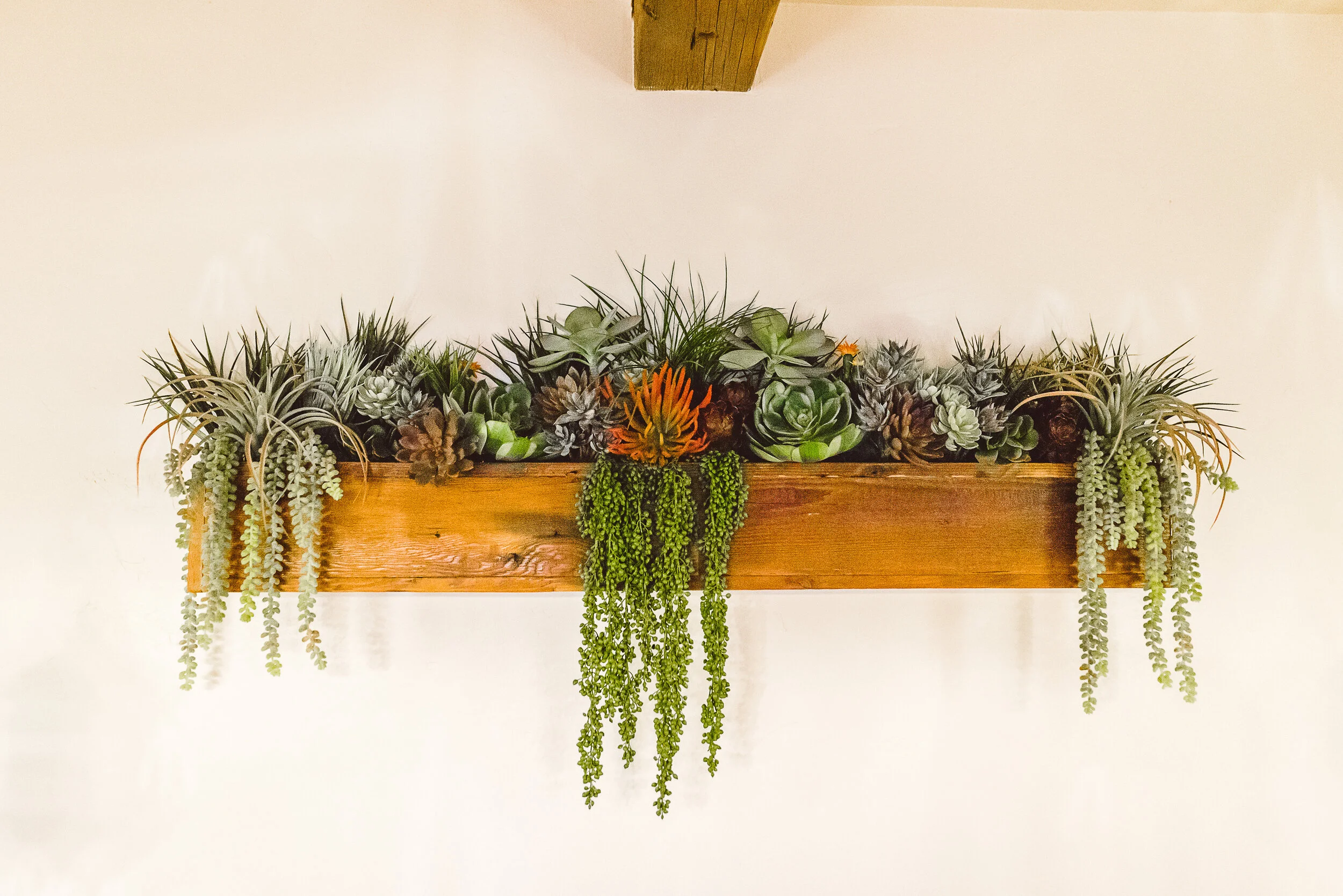 2018 Marie Monforte_Succulents at Cocina -8.jpg