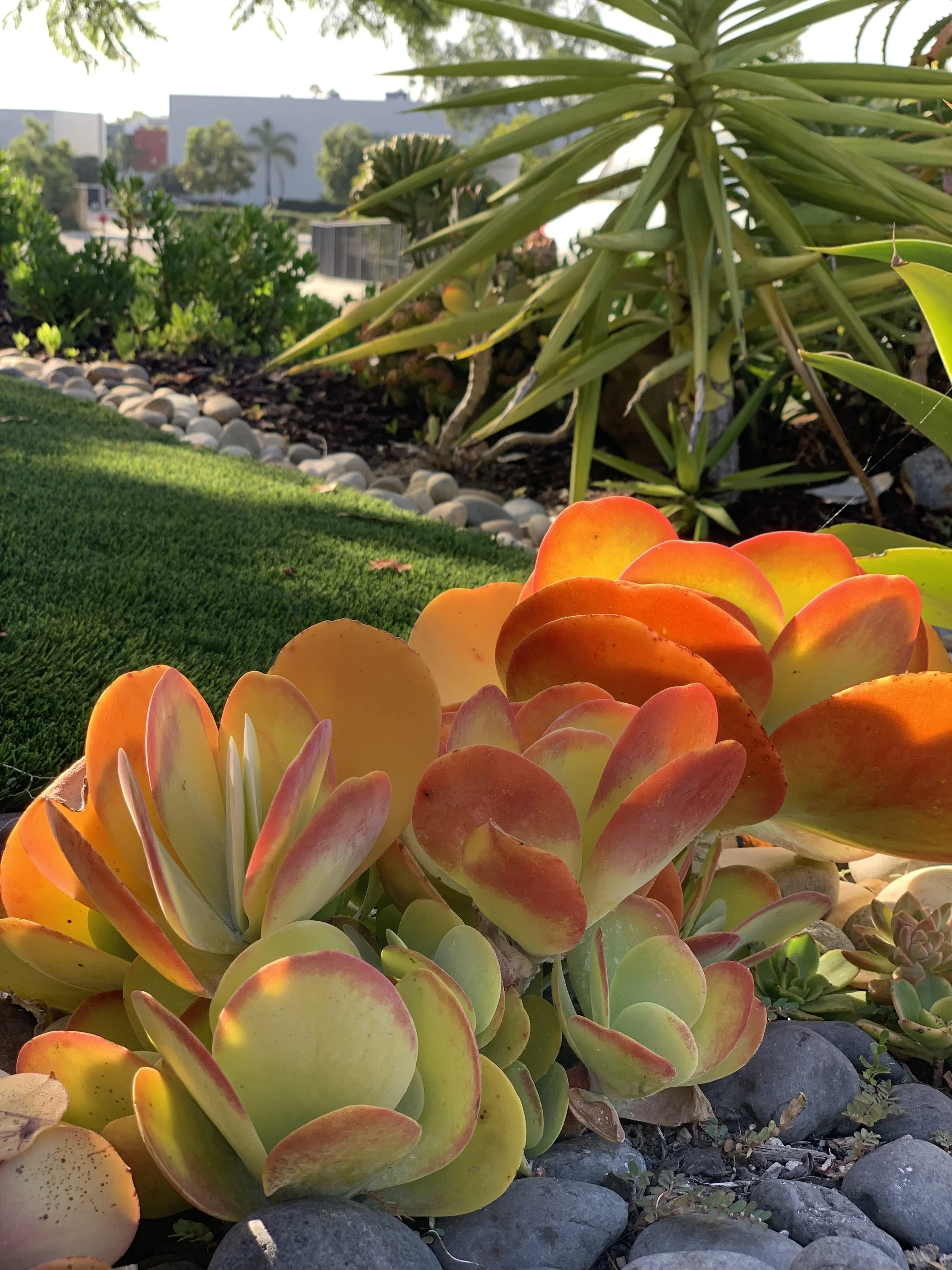 Image of Kalanchoe luciae (Paddle Plant) plant