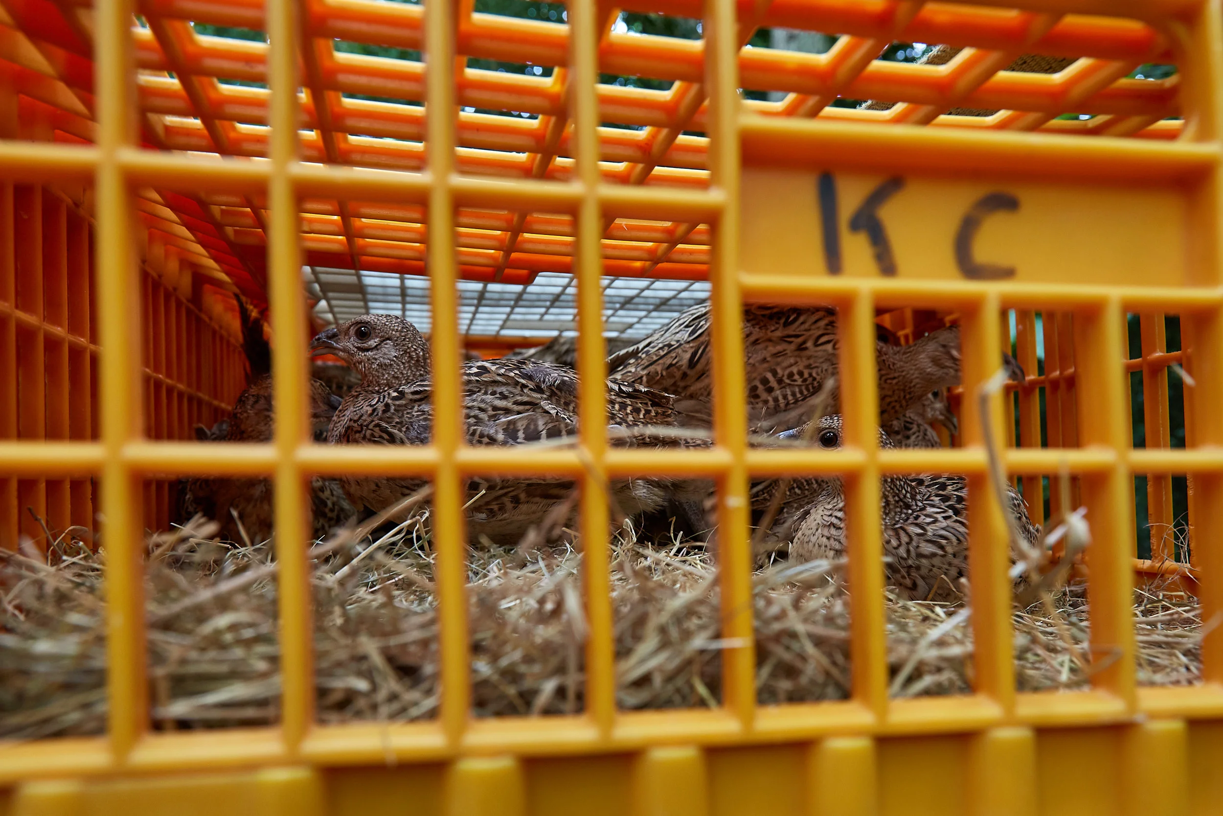 Releasing the pheasants in preparation for this year’s shooting season Photo taken 2017