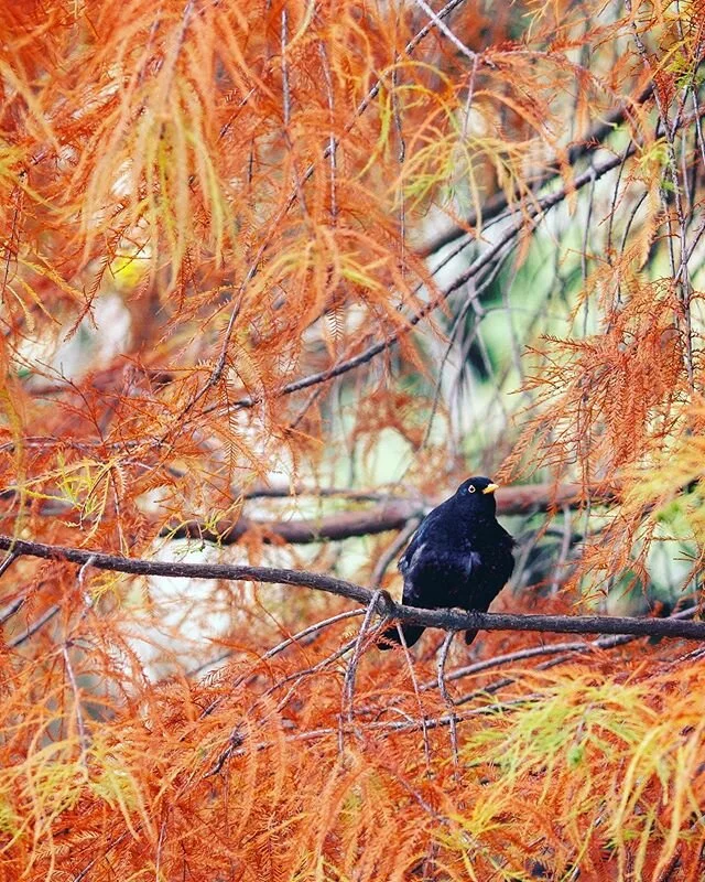 Autumn is unbeleafable