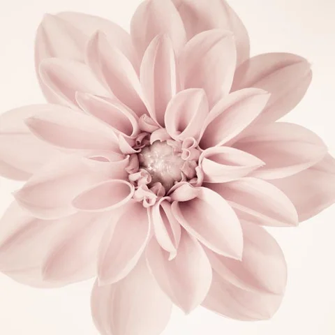 floral_photography_print_dahlia_no3_by_allison_trentelman_large.jpg