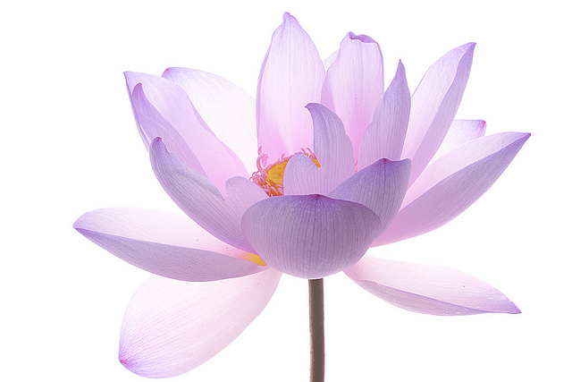 lotus-flower---img-2953-40707.jpg