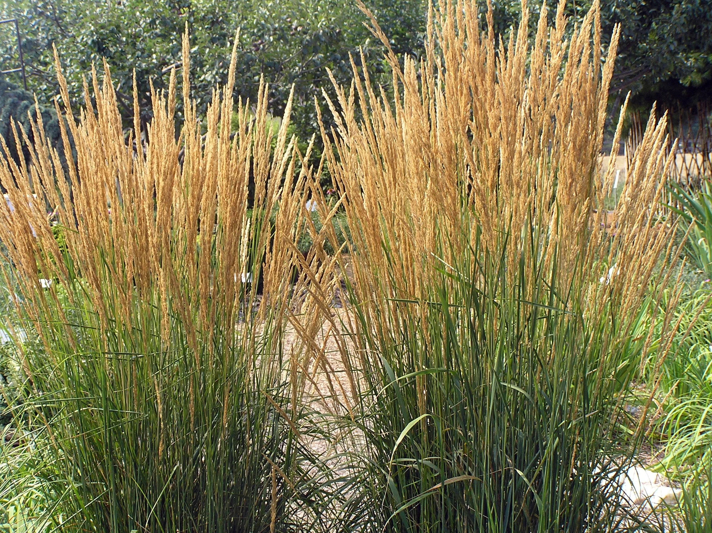 karl-foerster-feather-reed-grass-calamagrostis.jpeg
